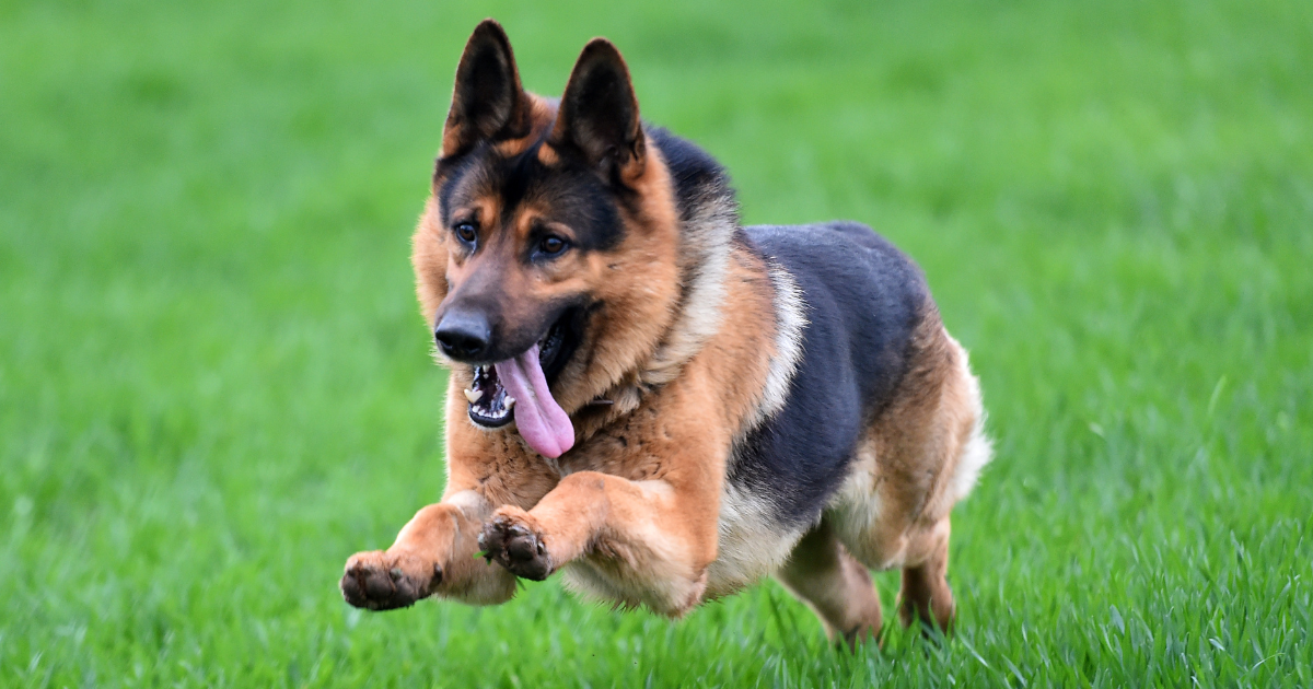 best-guard-dogs-for-apartments