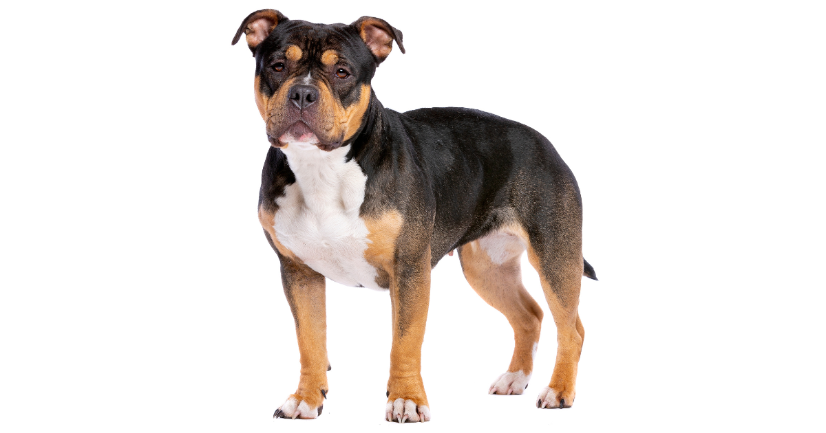 best-dog-breeds-for-city-living