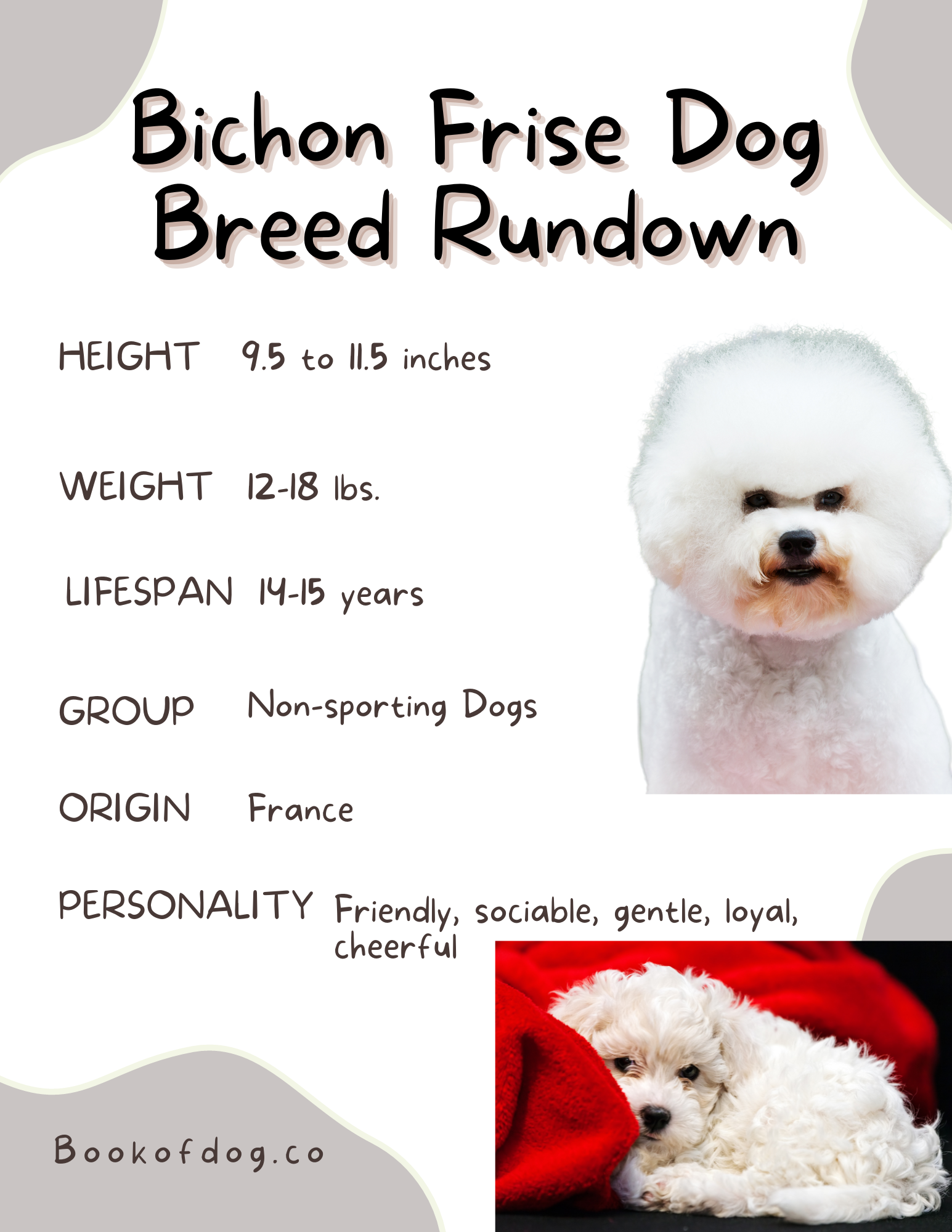 Bichon Frise Dog Breed Information Book Of Dog