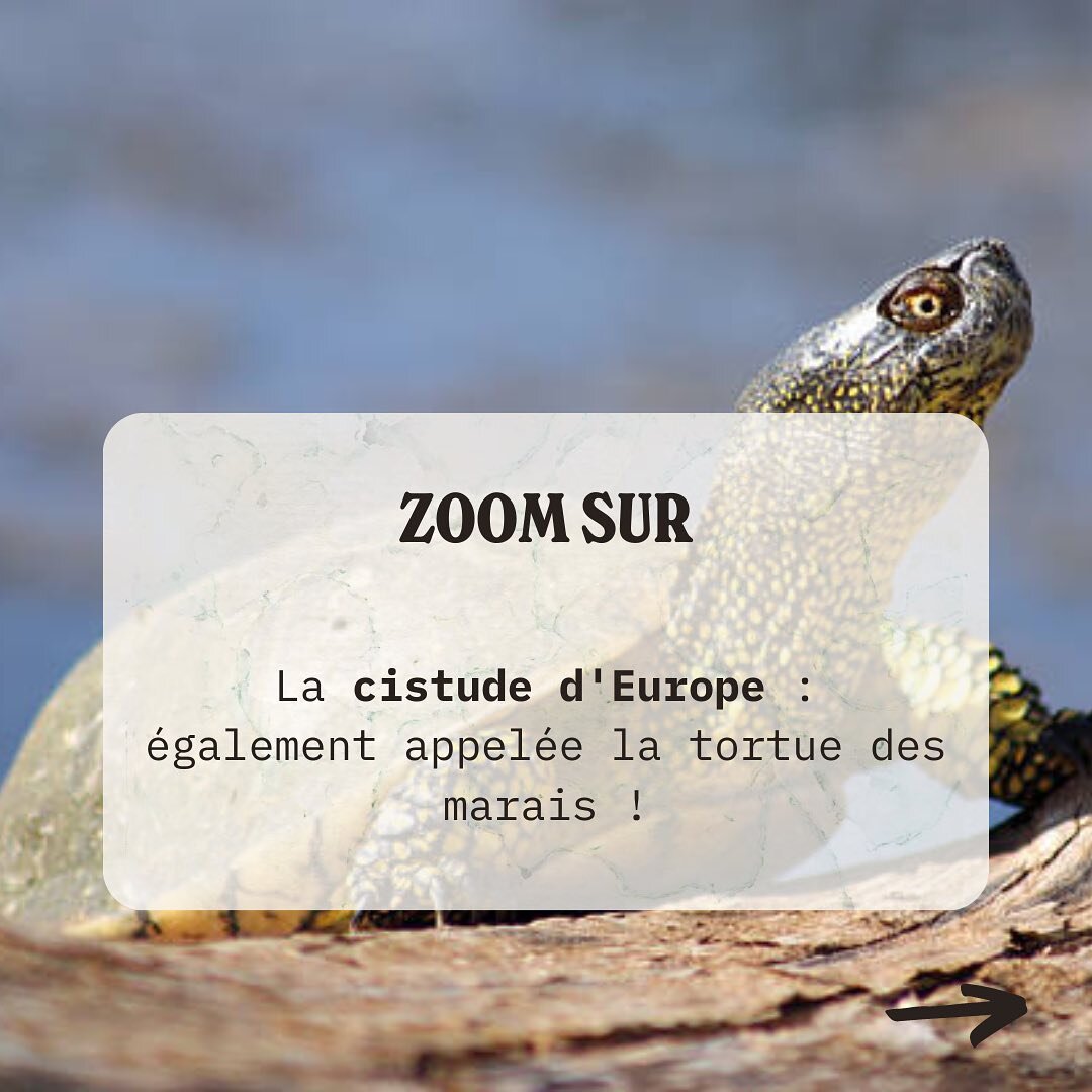 🐢C&rsquo;est au tour de la cistude d&rsquo;Europe d&rsquo;avoir son propre portrait ! 

La cistude d&rsquo;Europe est une tortue d&rsquo;eau douce qui vit dans les zones humides calmes, et bien ensoleill&eacute;es.☀️

Malheureusement, cette derni&eg