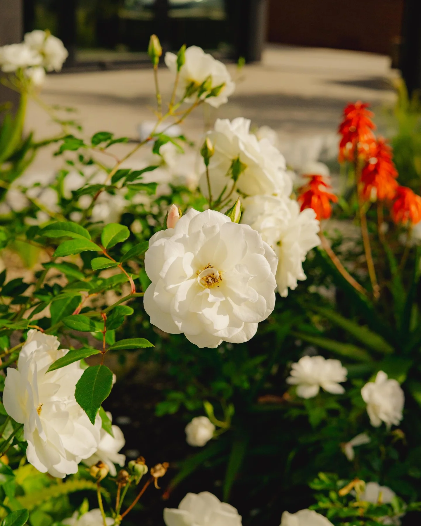 April is the perfect time to enjoy Belmont Shore&rsquo;s green spaces. Lush trees, vibrant plants, and open areas make every stroll in the Shore a moment to relax. Plus, the beach is just a short walk away! 

Tag us in your scenery photos 📸

#VisitL