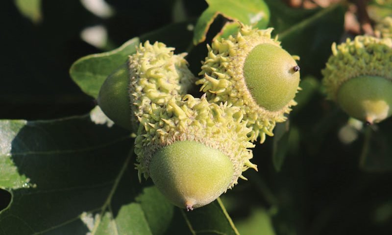 bur-oak-quercus-macrocarpa-acorn-ftimg-800x480.jpg