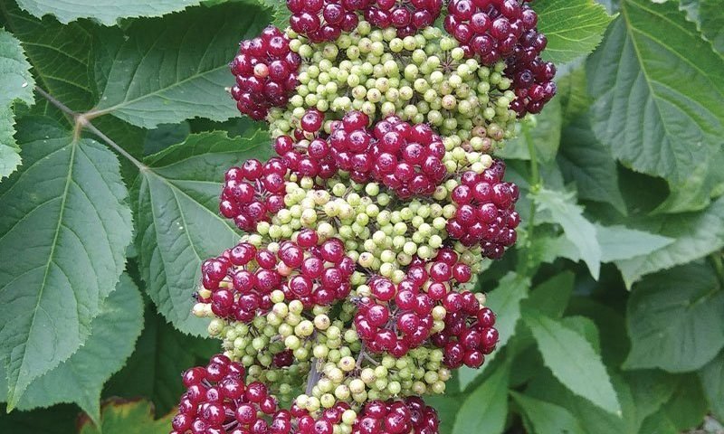 fruiting-spikenard-aralia-racemosa-wisconsin-native-perennial-ftimg-800x480.jpg