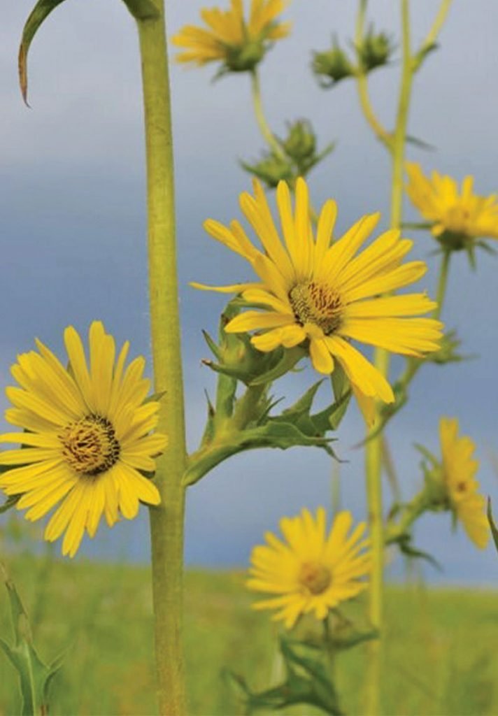 compass-plant-silphium-laciniatum-wisconsin-native-perennial-yellow-wildflower-ftimg-712x1024.jpg