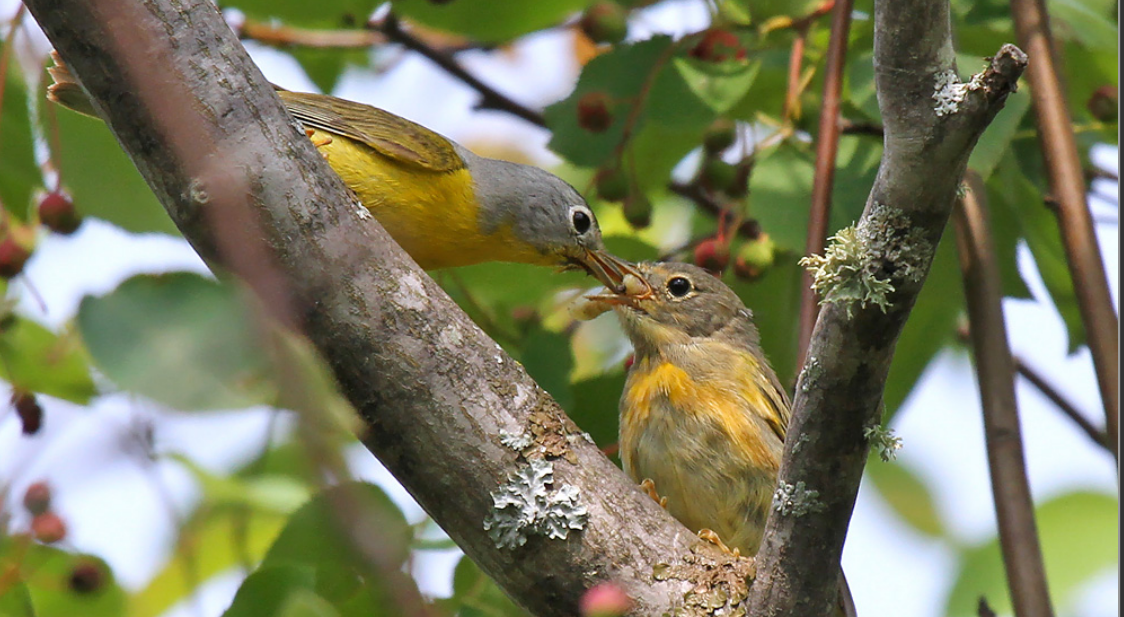 Add plants for birds — SOS Save Our Songbirds