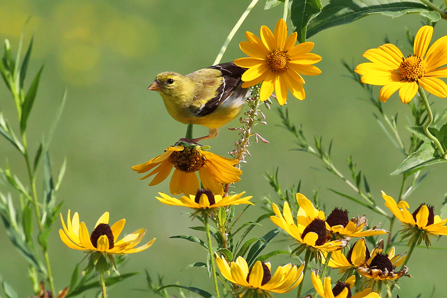 Native Plant Sale ordering begins