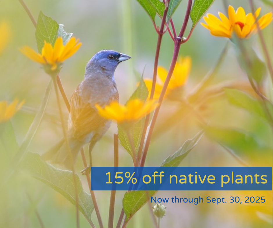 Through Sept. 30, 2025, take 15% off online native plant orders from White Pelican Farm