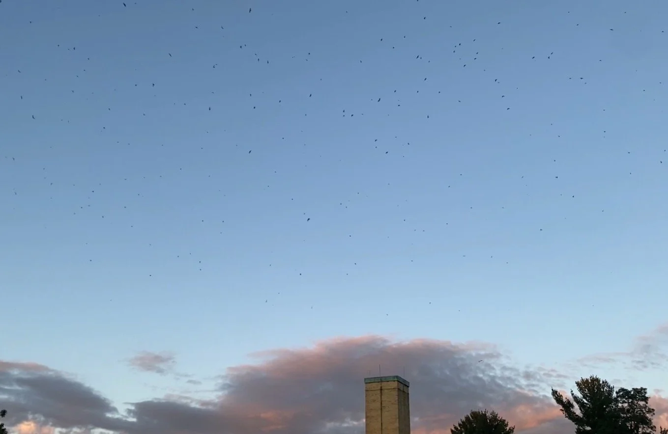 Mighty Migrations Series: The Chimney Swift