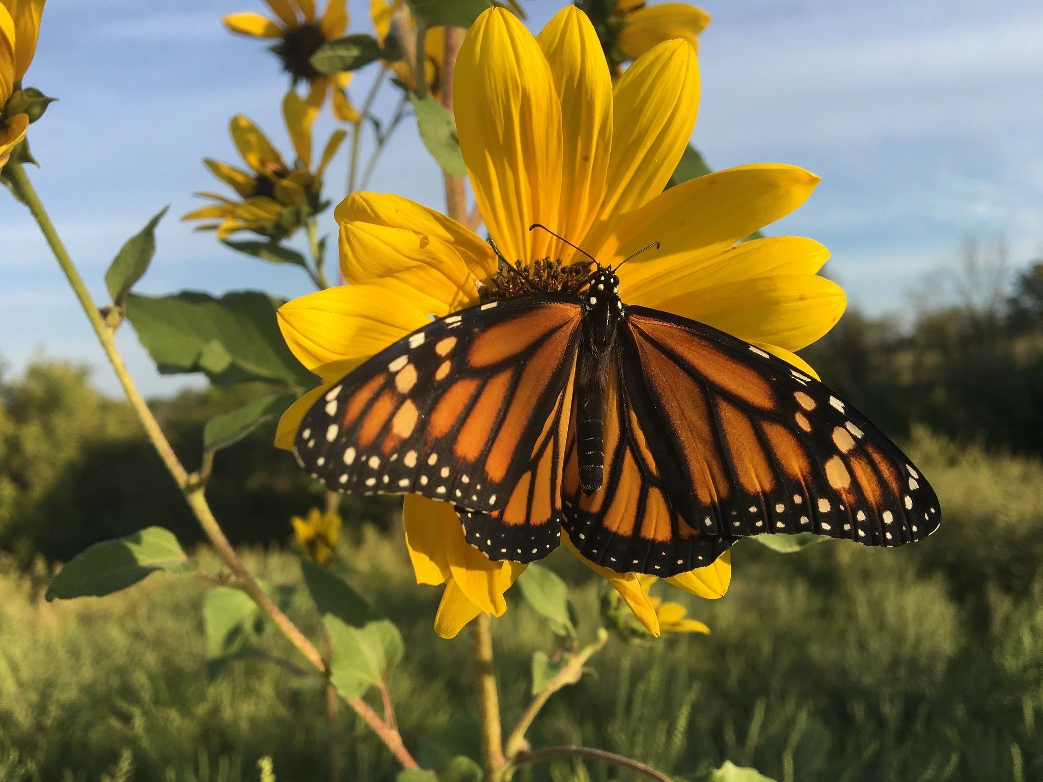 Mighty Migration Series: The Monarch Butterfly