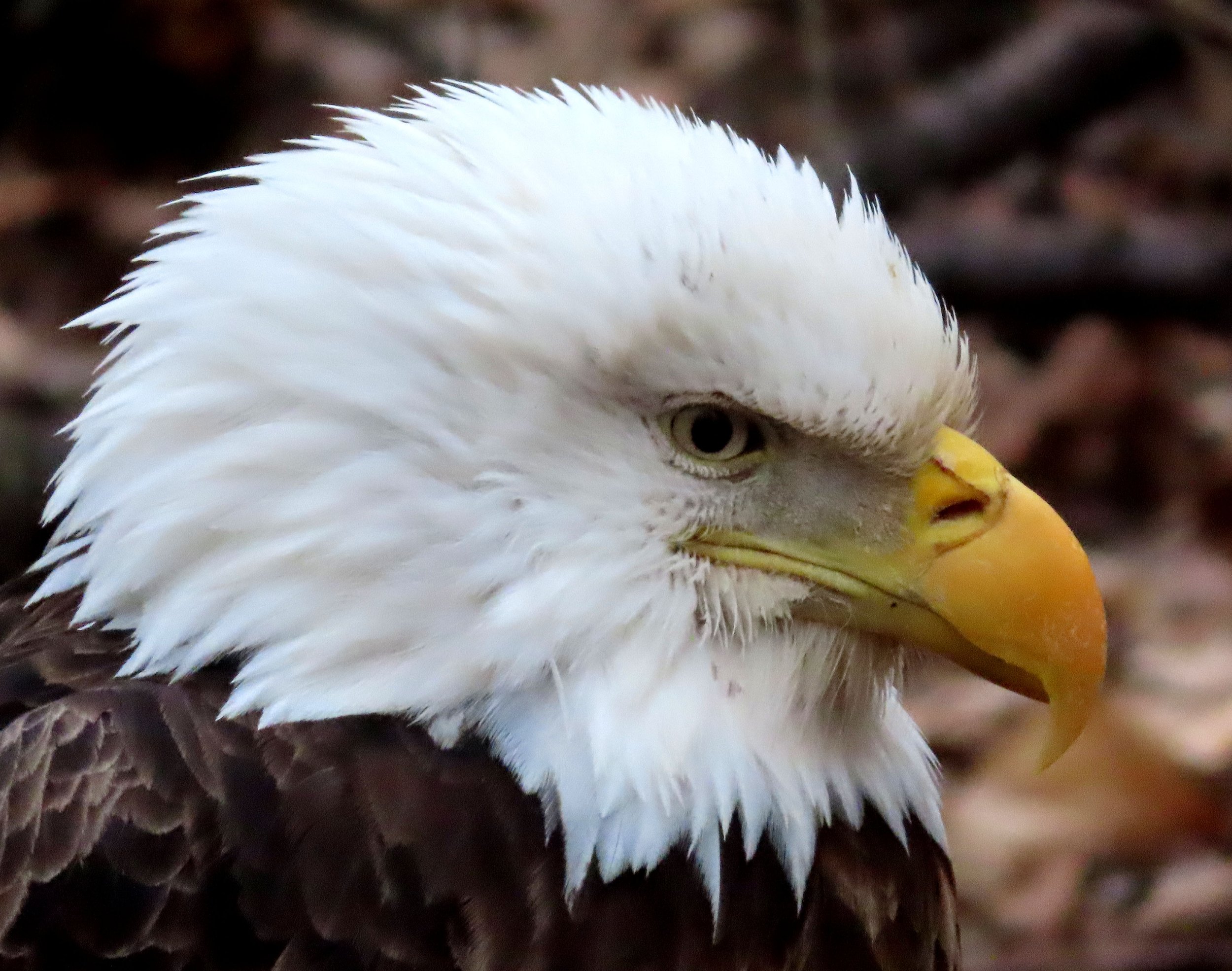 Bald Eagle Watching Days, Jan. 17, in Prairie du Sac