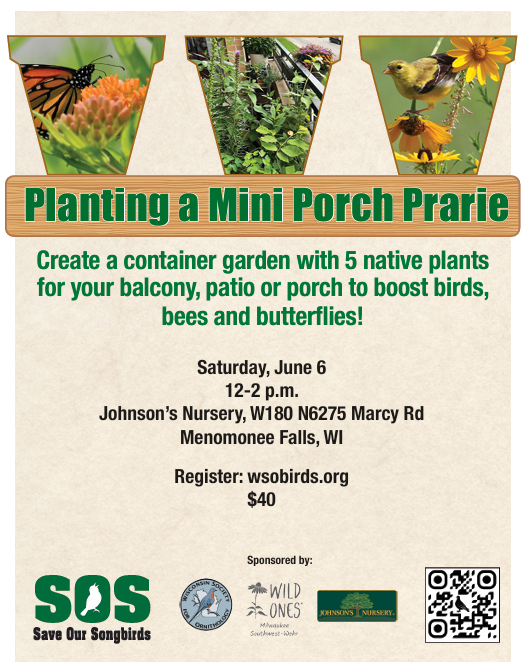 Planting a Mini Porch Prairie 