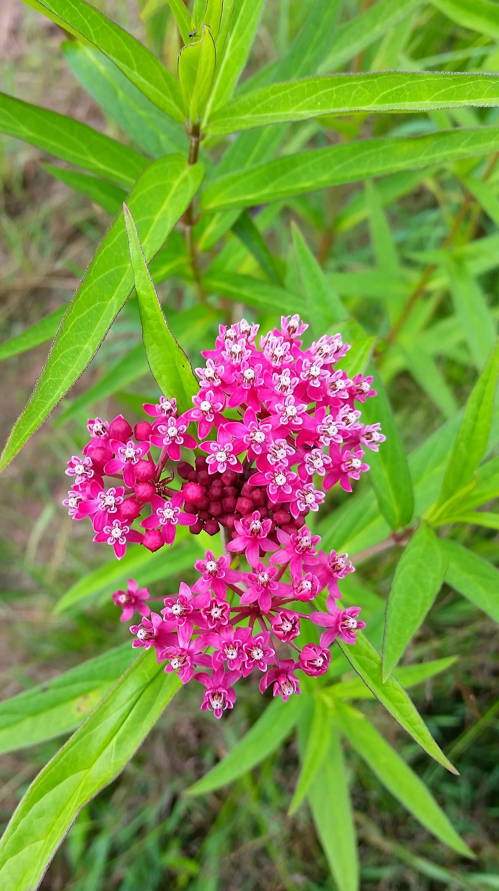 Swamp Milkweed_RBrady.jpg