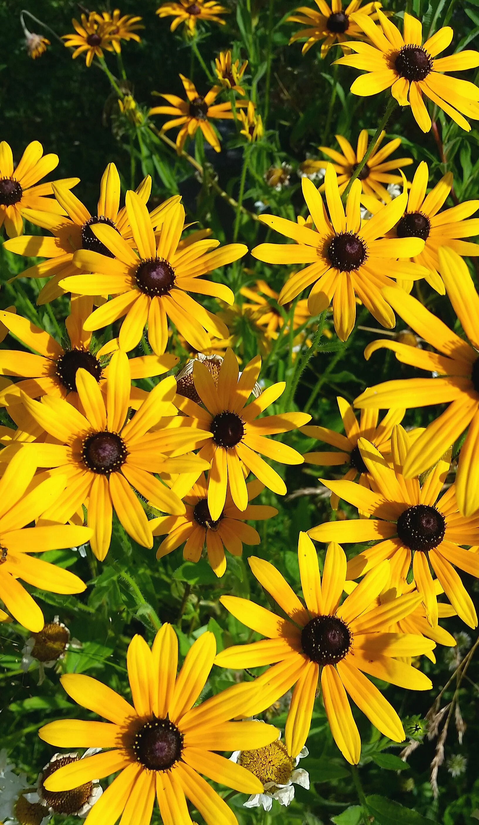 Black-eyed Susan_RBrady.jpg