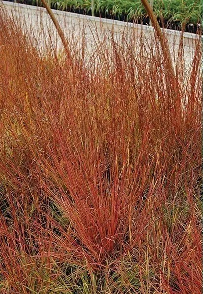 little bluestem.jpg