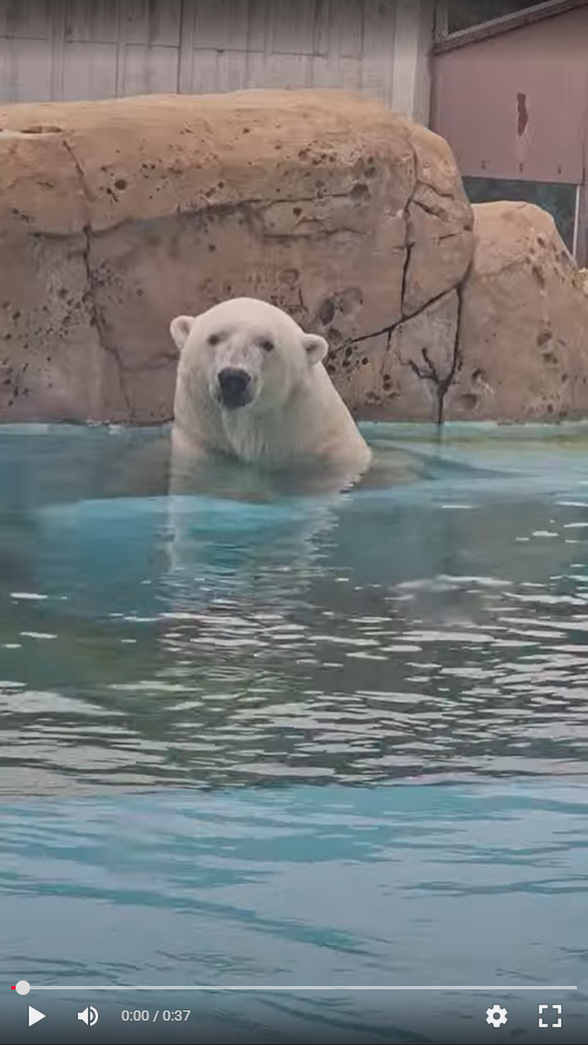 Madison zoo polar bears AND birds benefit from window treatment donation
