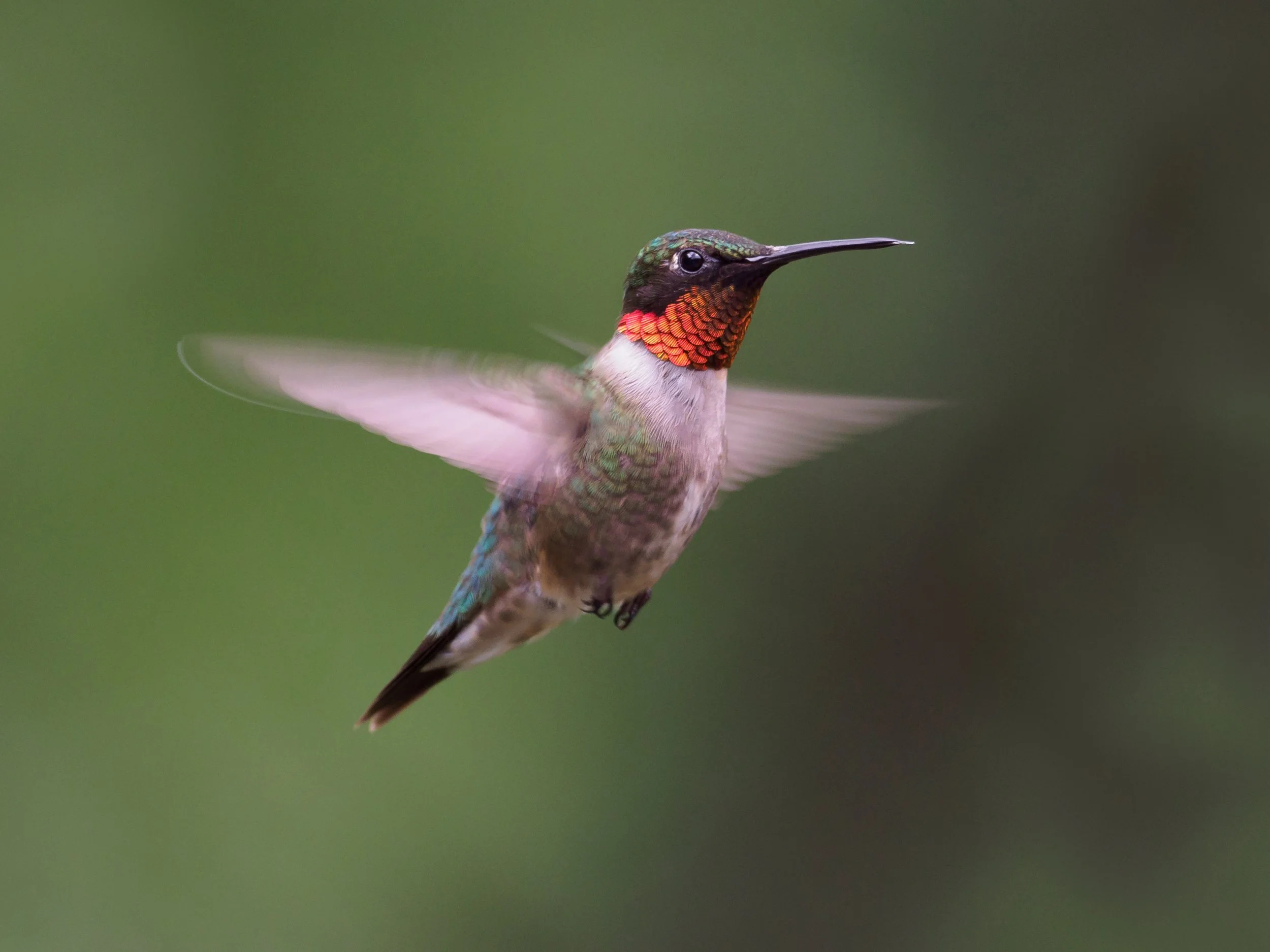Mighty Migration Series: The Ruby-throated Hummingbird