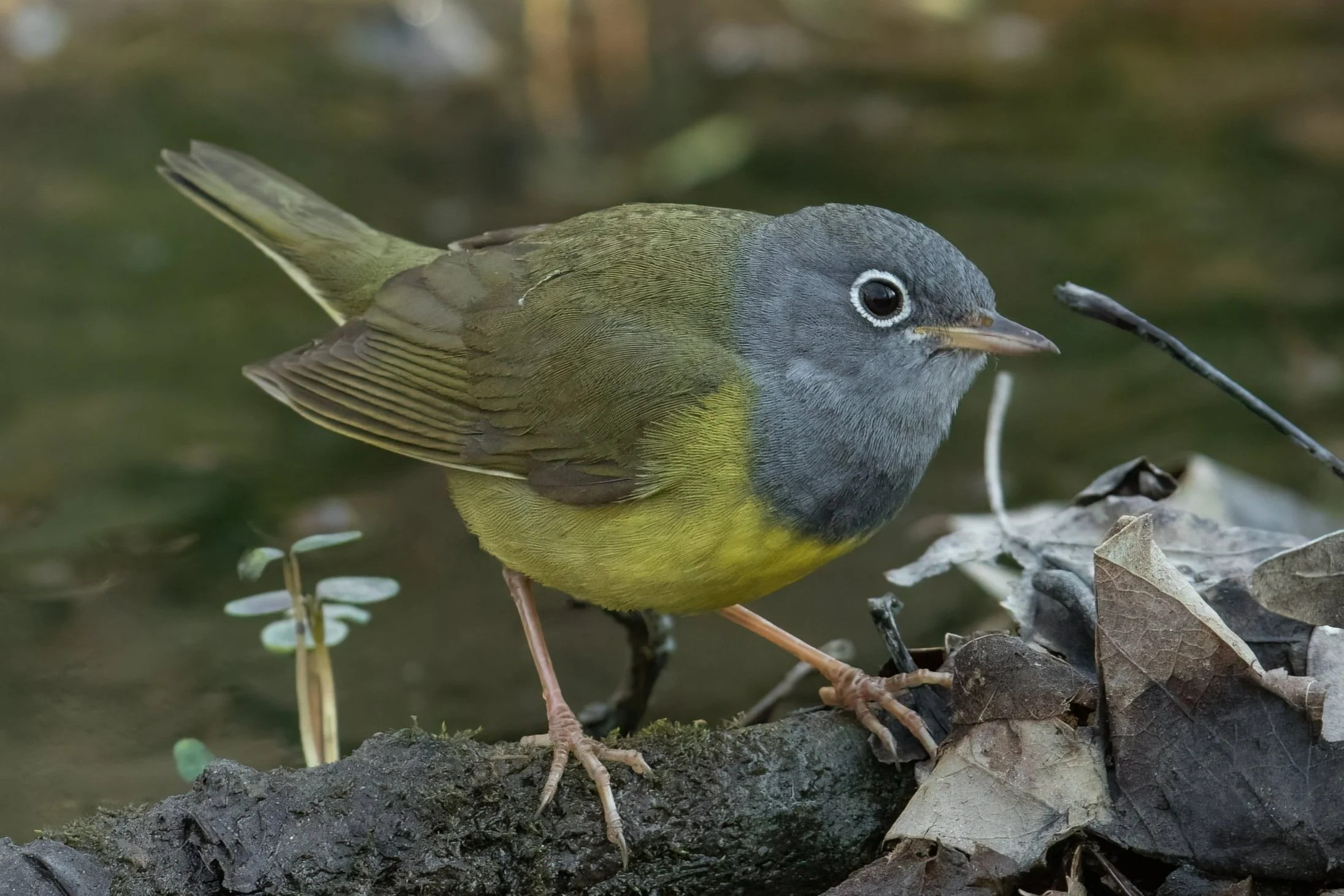 Wisconsin Birds In Trouble — SOS Save Our Songbirds