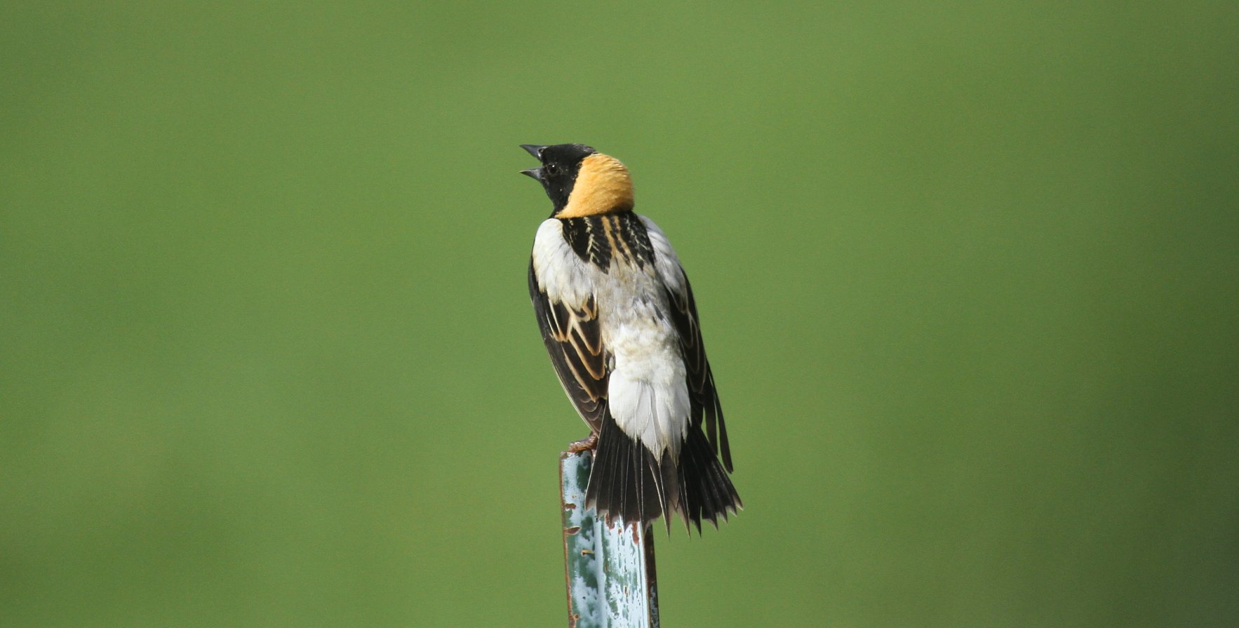 Bobolink