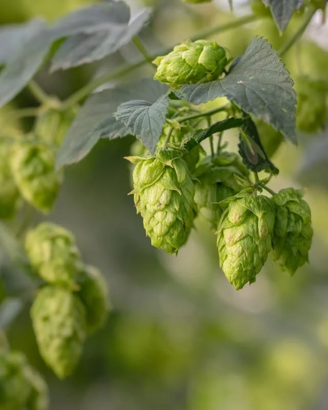 Lúpulos 2026: las variedades que están marcando la cerveza artesanal