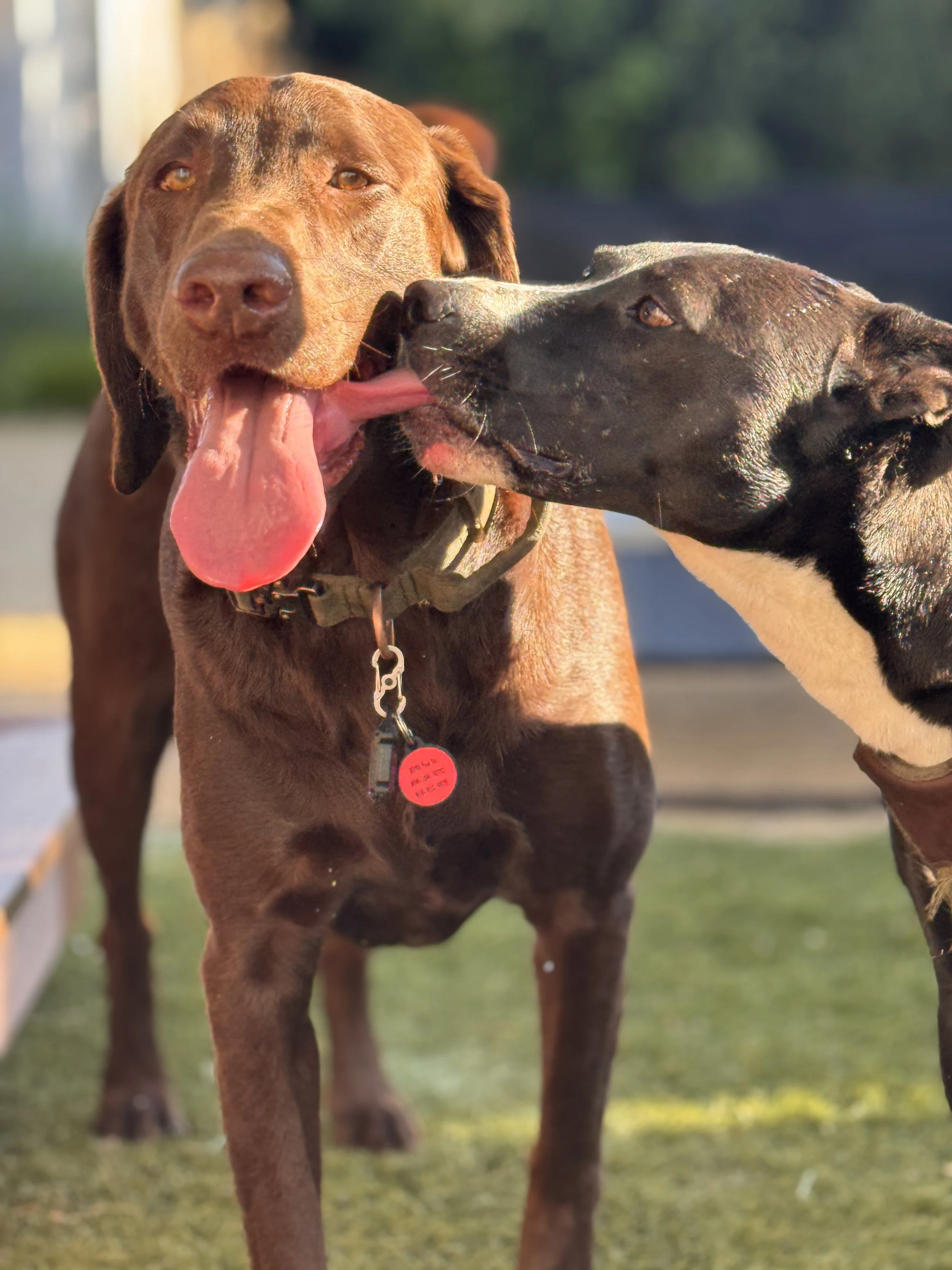 Bennie and Roxy.JPG