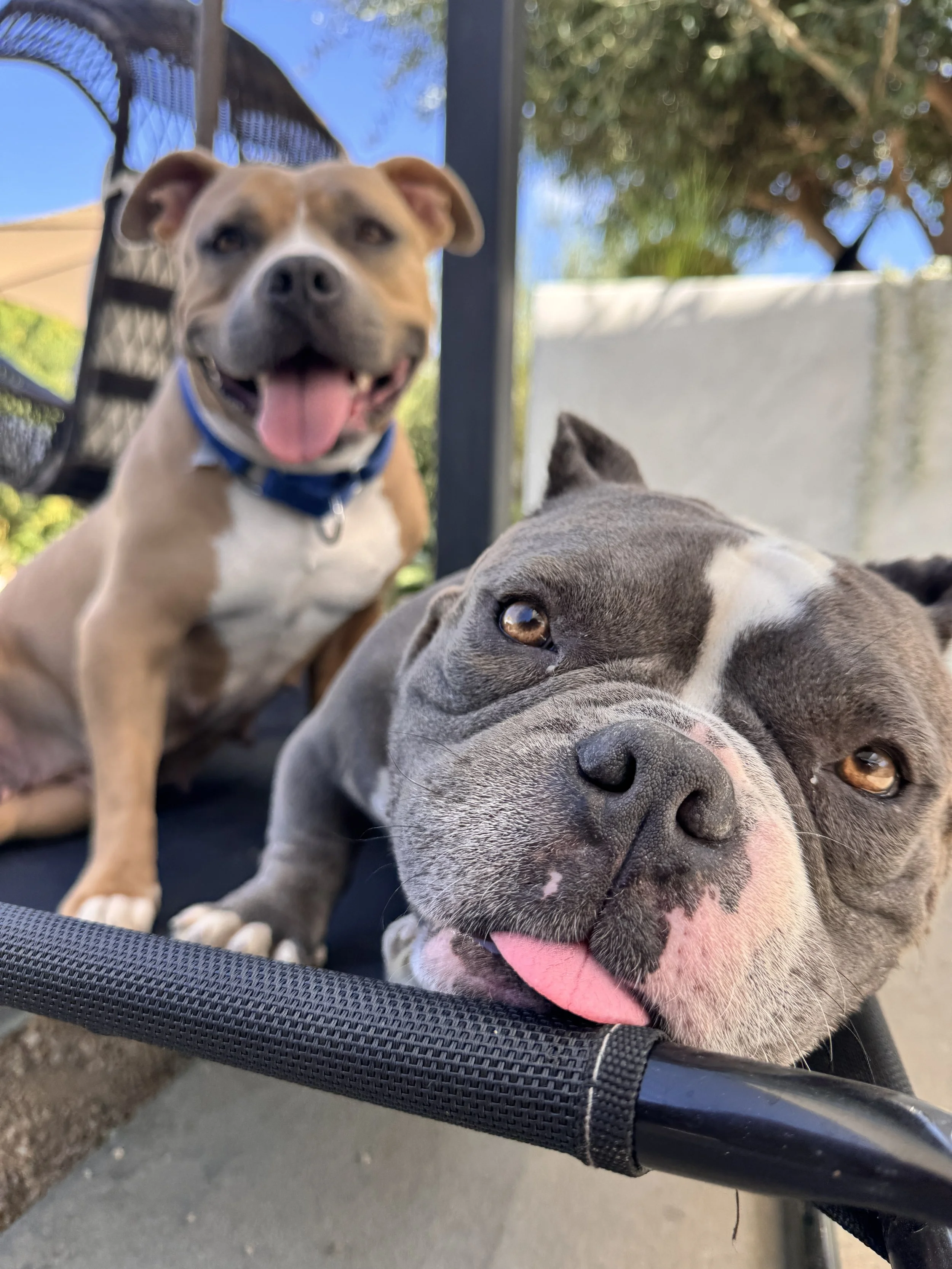 Bluey and Birdie.JPG