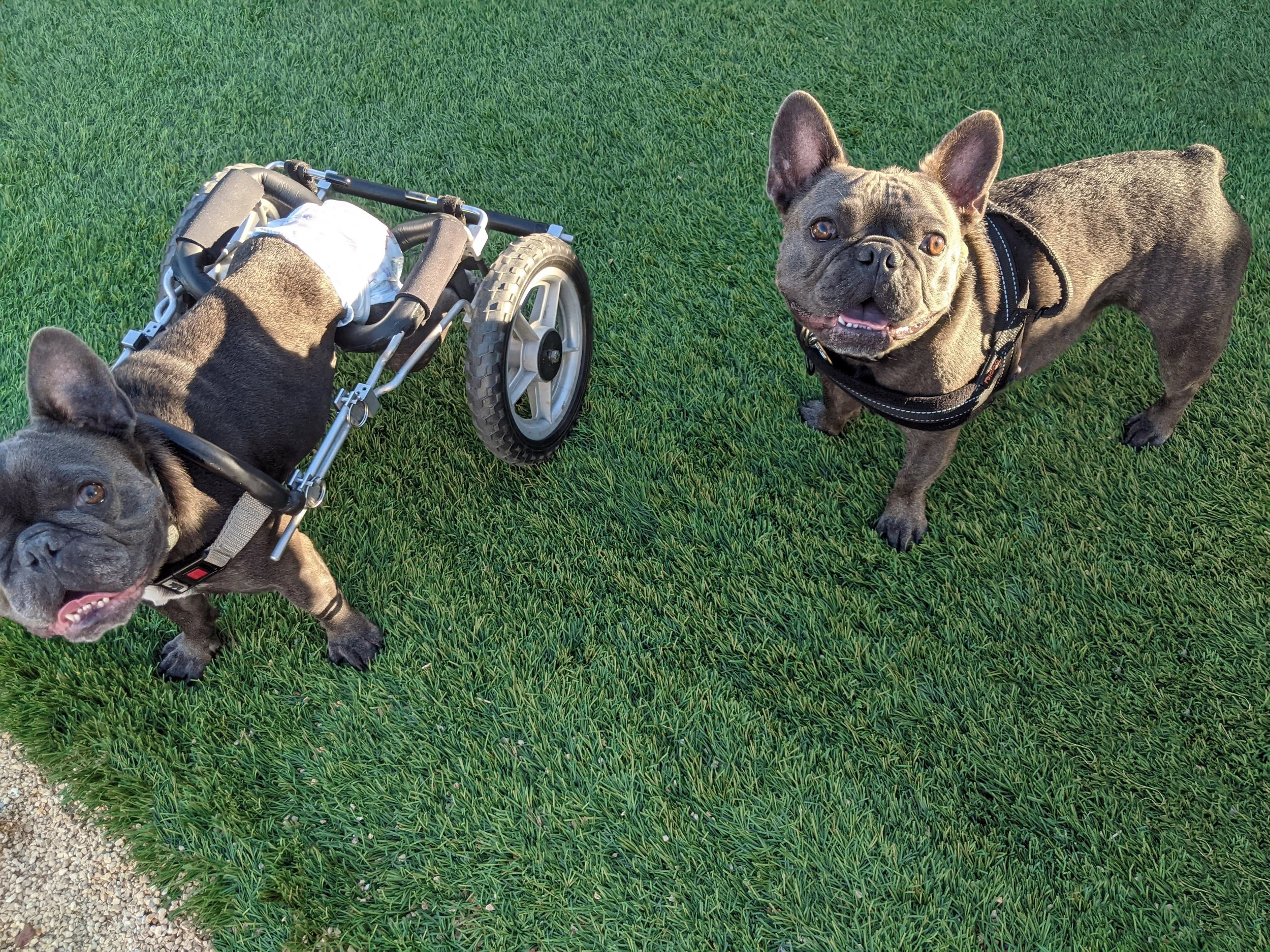 Mac and Koa 2.jpg