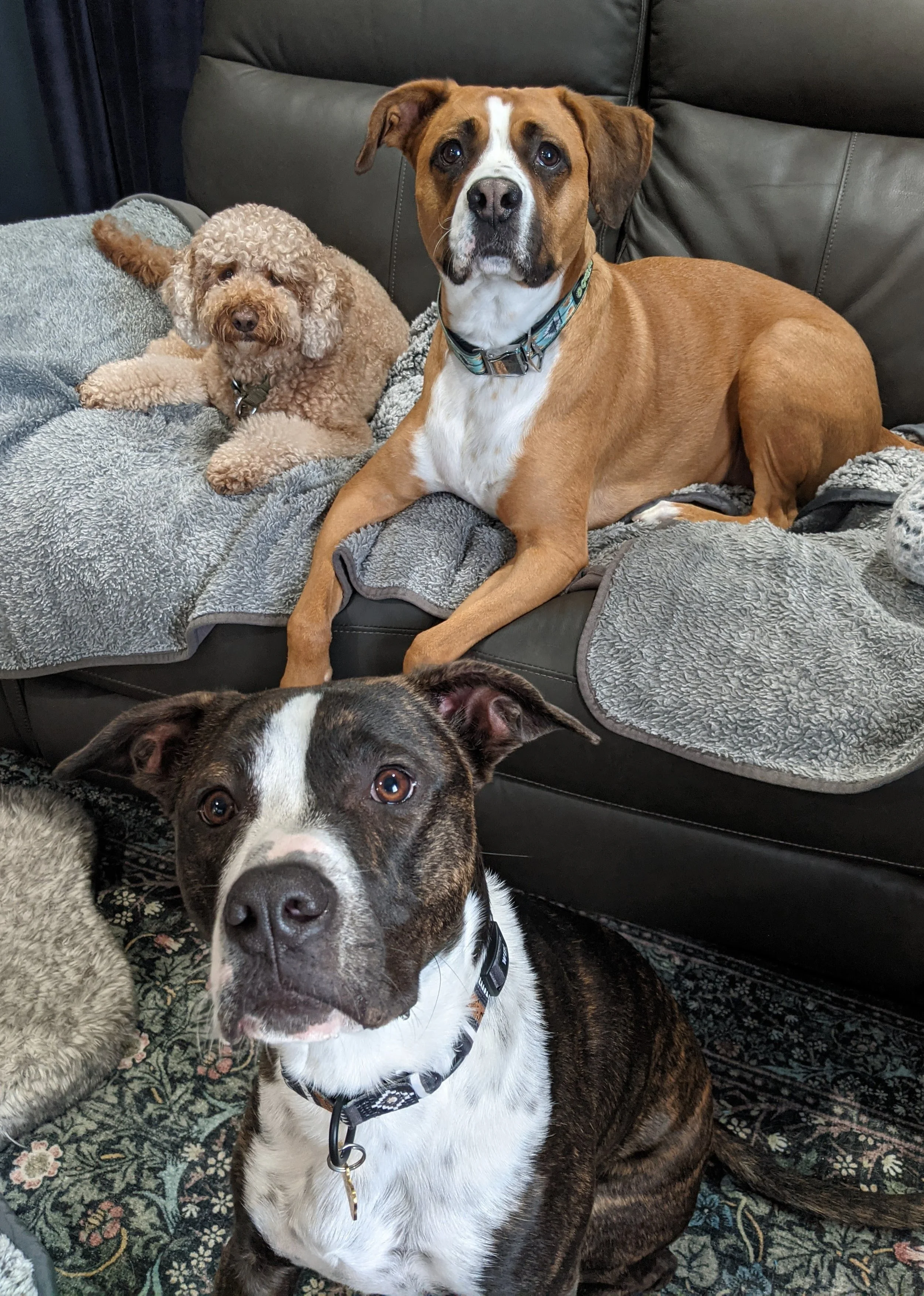 Piko Moose Bogie.jpeg