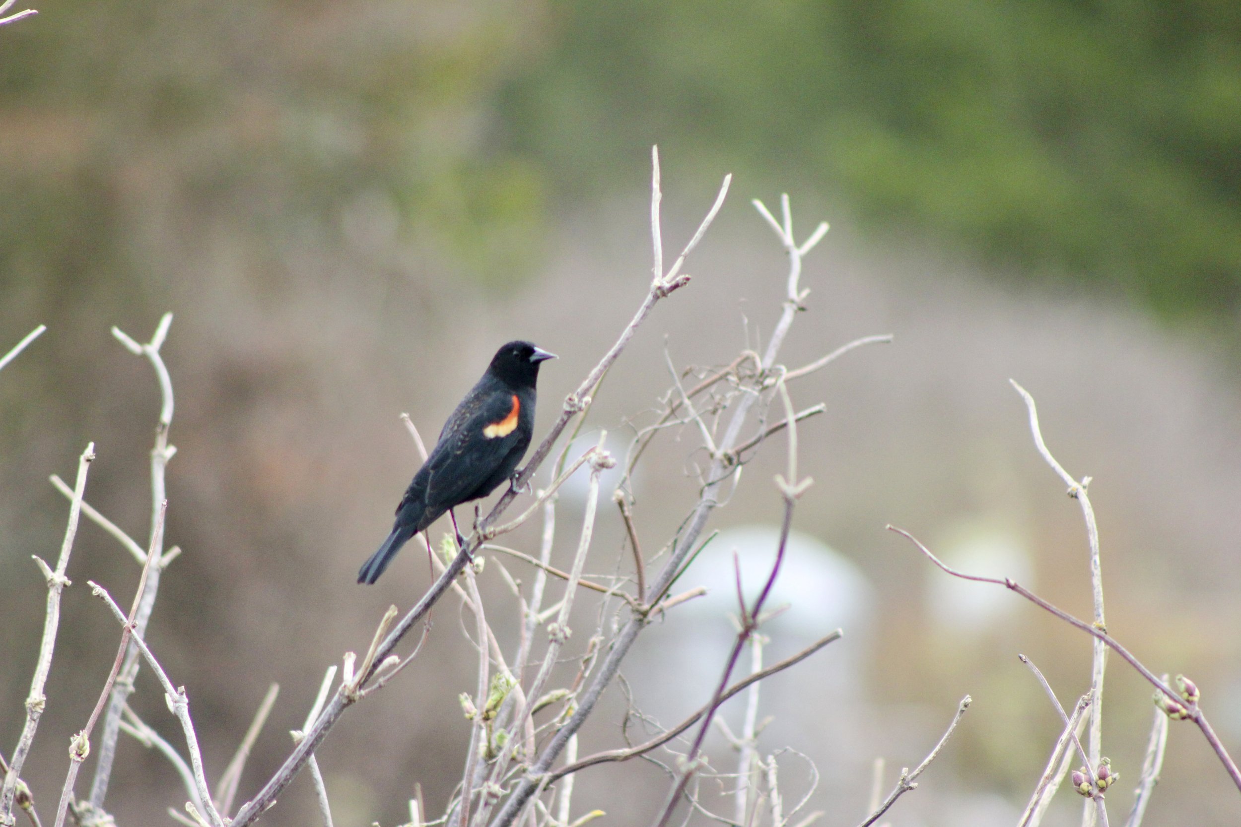 Red Winged Blackbird
