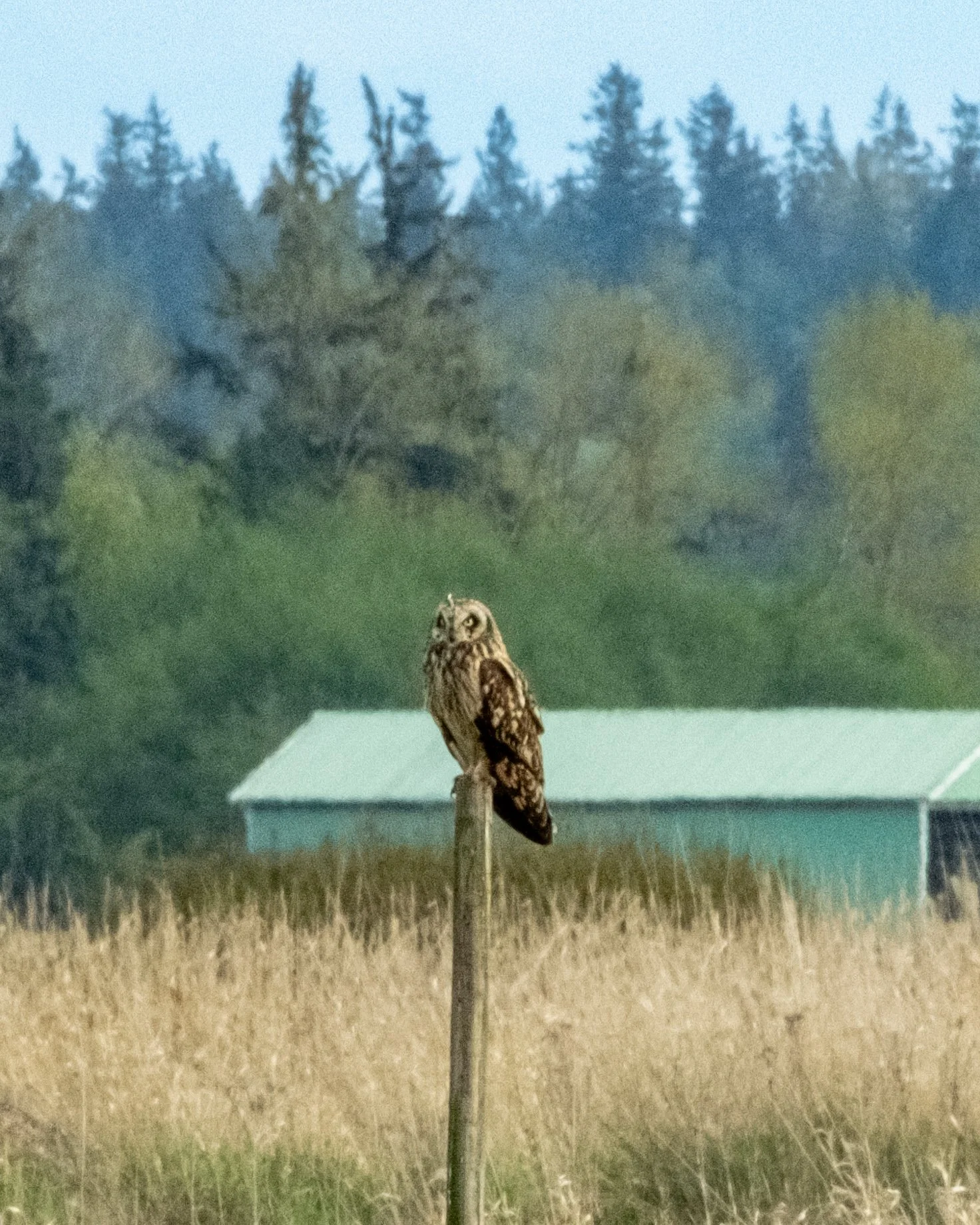 Perched short ear