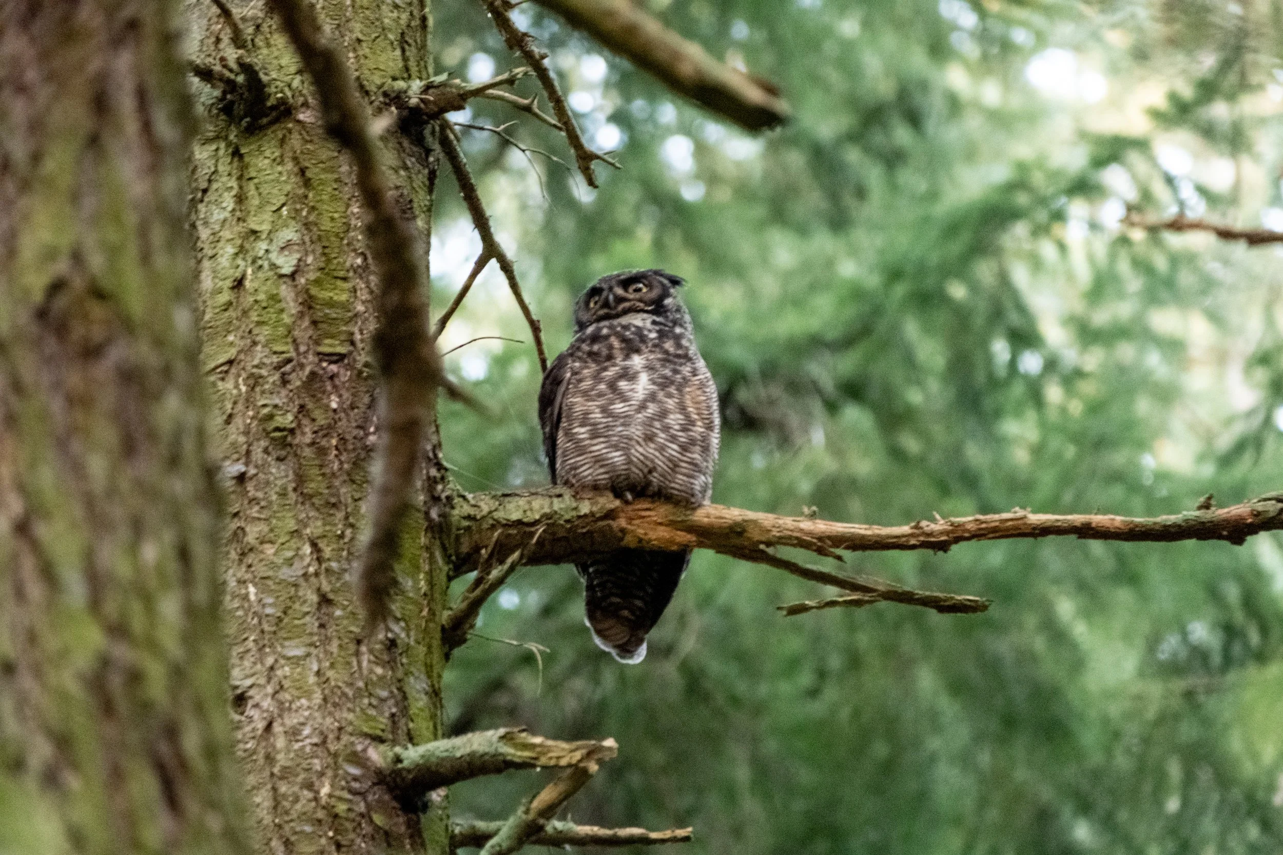 Great Horned Owl