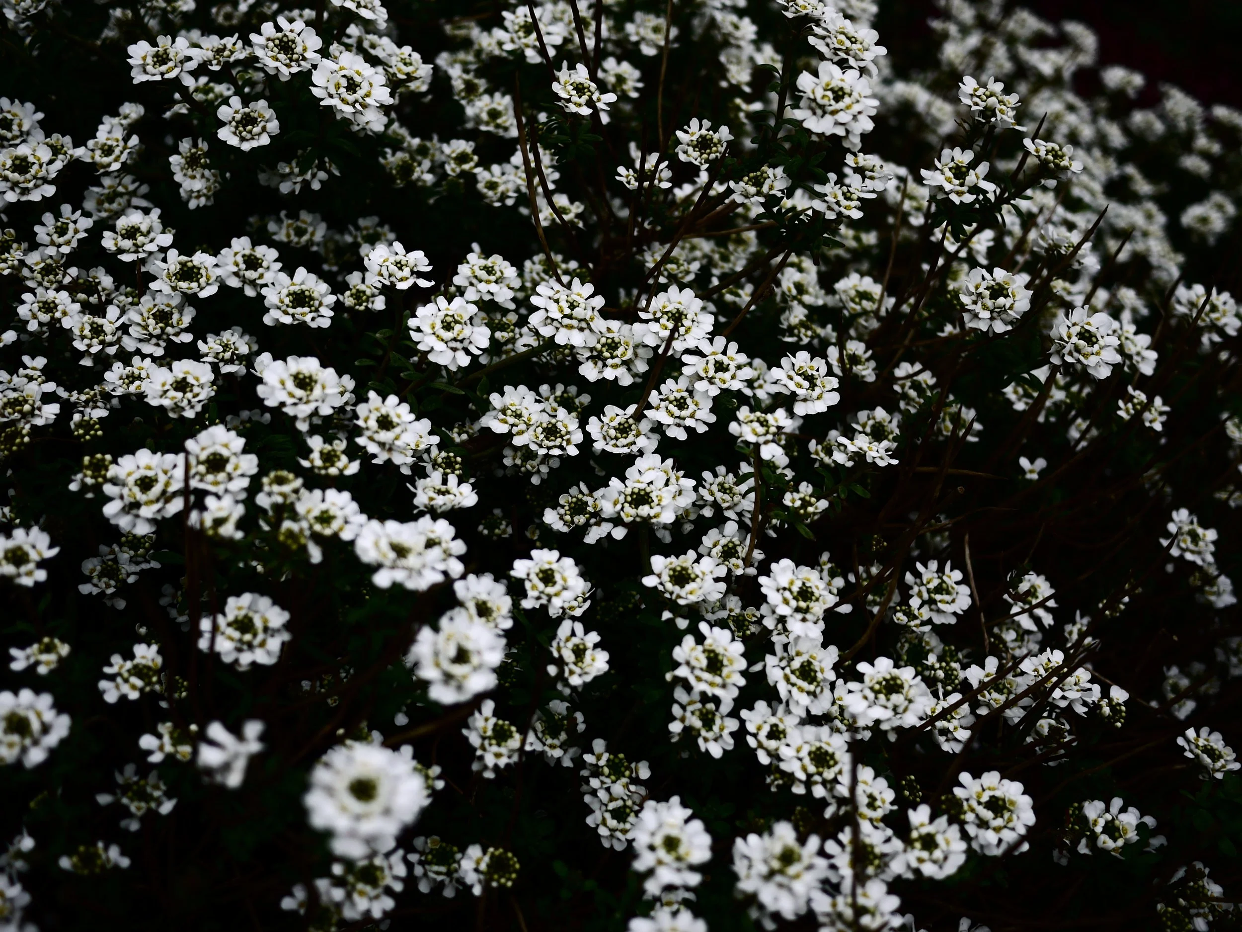 Springtime