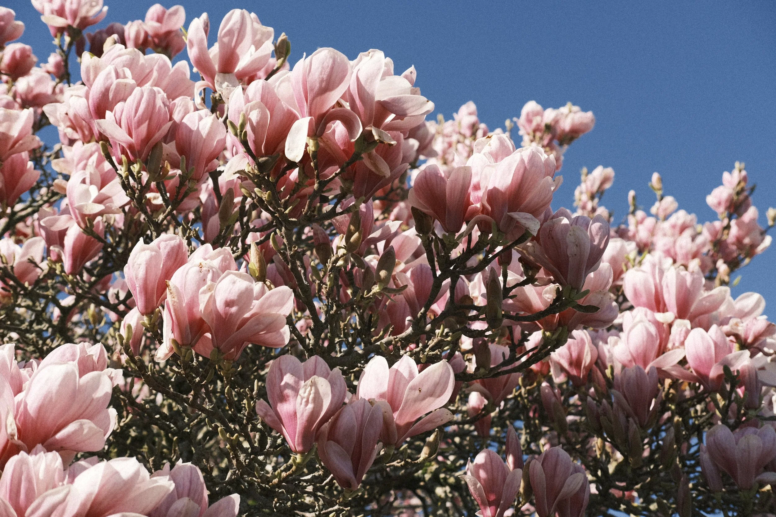 Blooming from afar