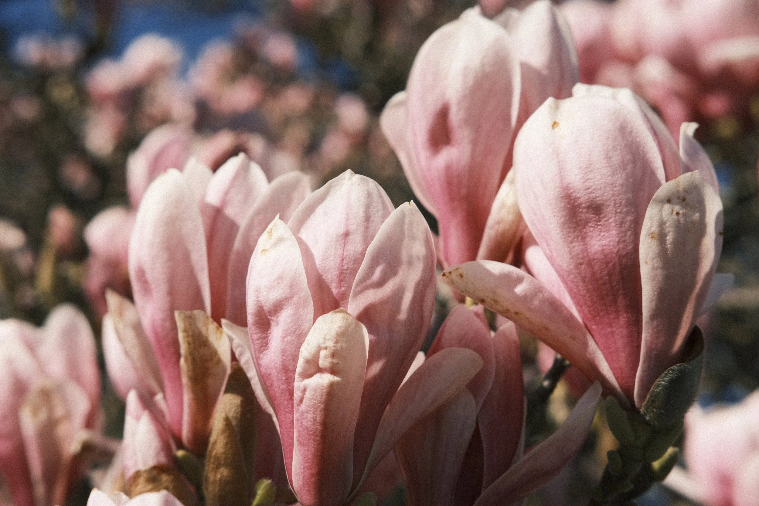 Blooming up close