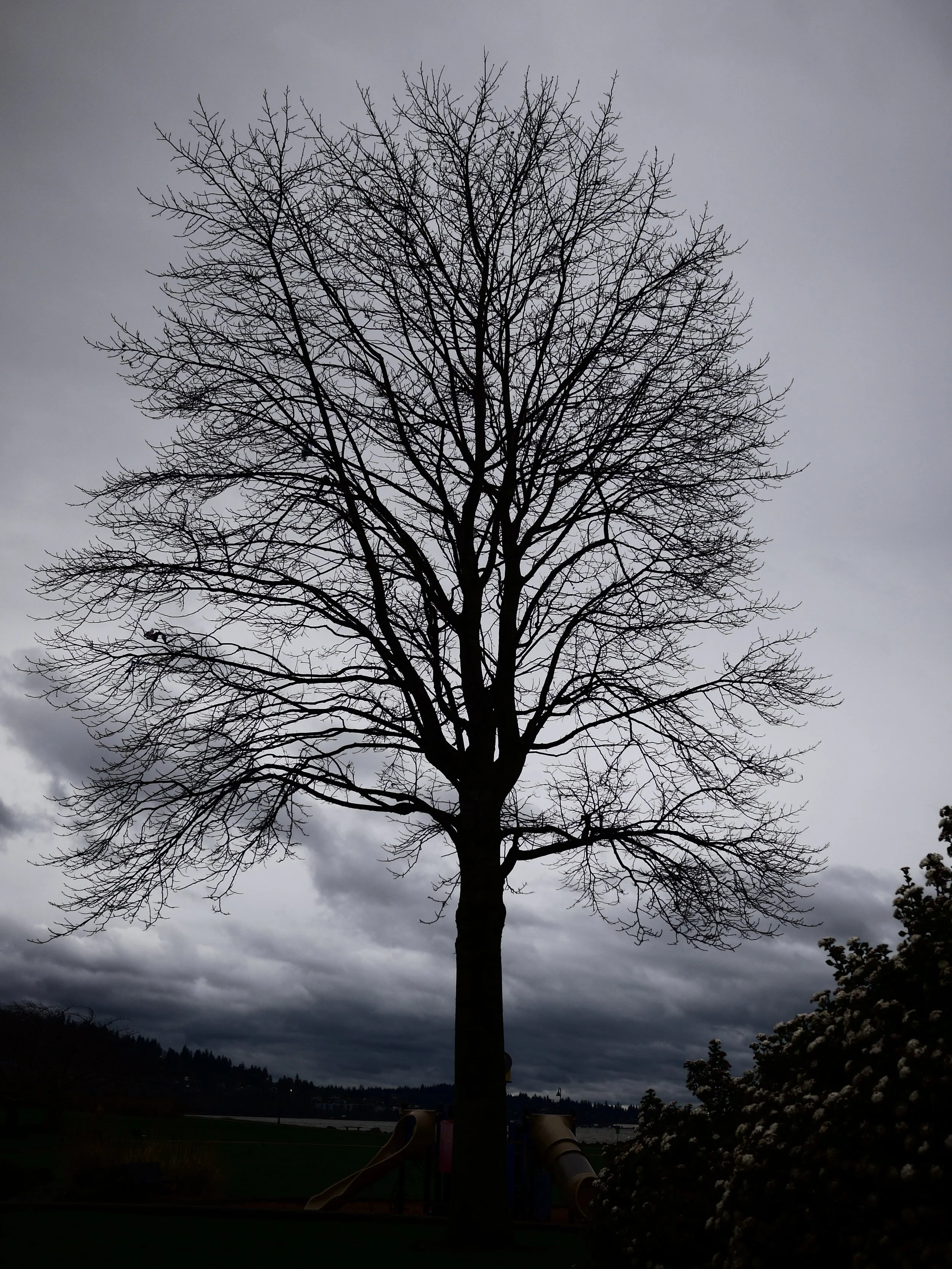 Tree veins 