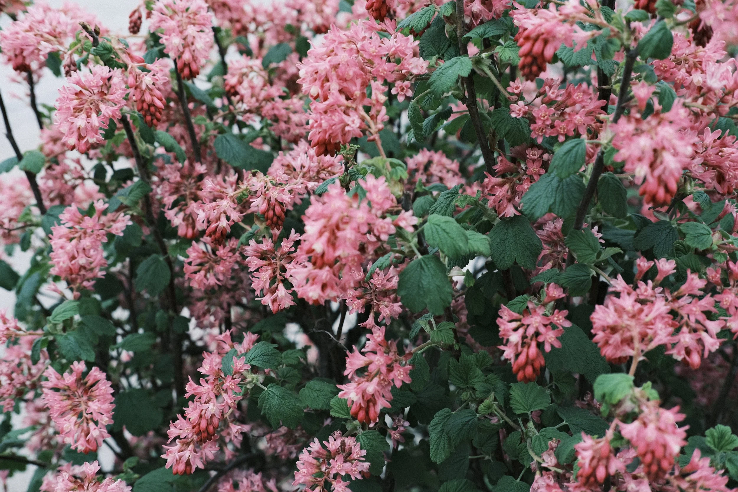 Blooming