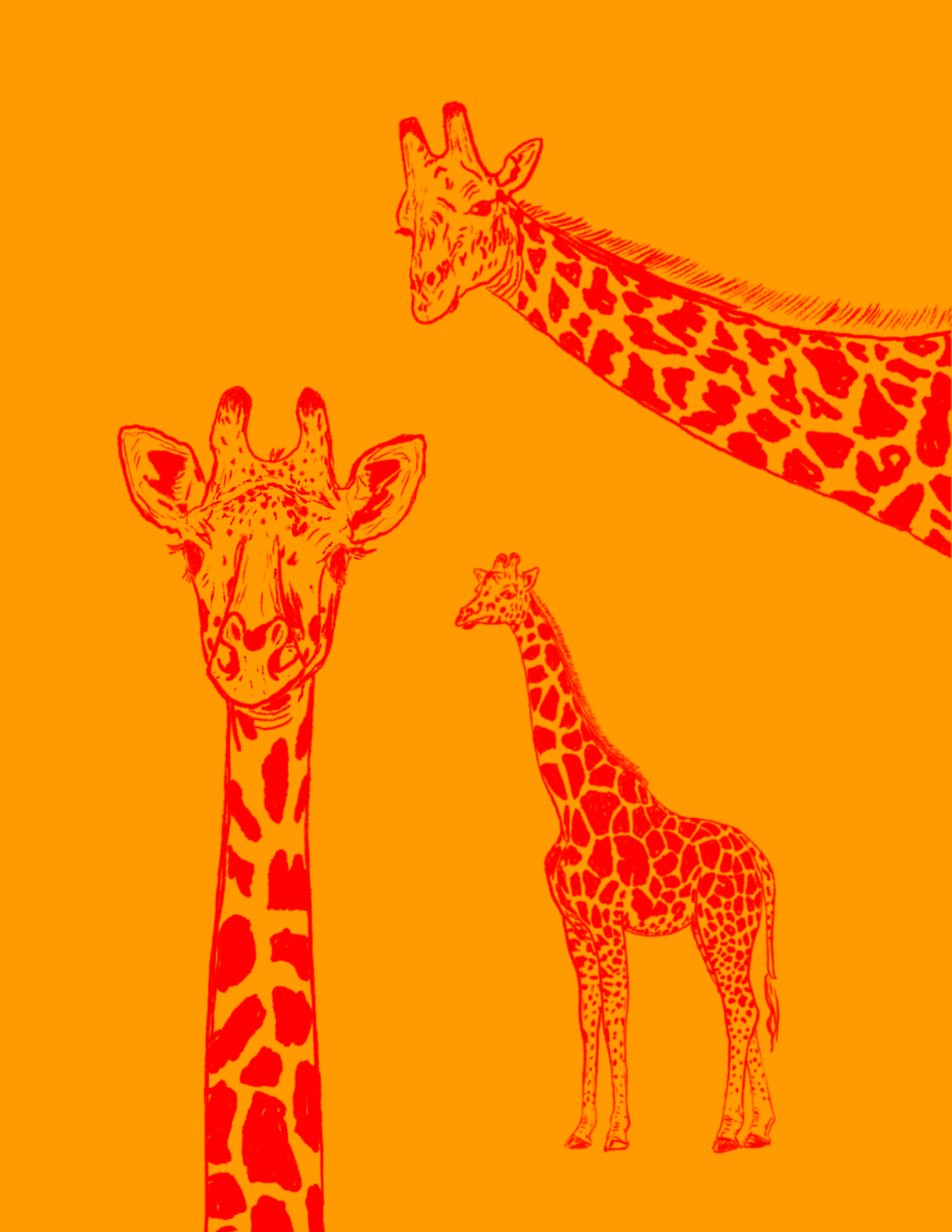 Giraffes.png