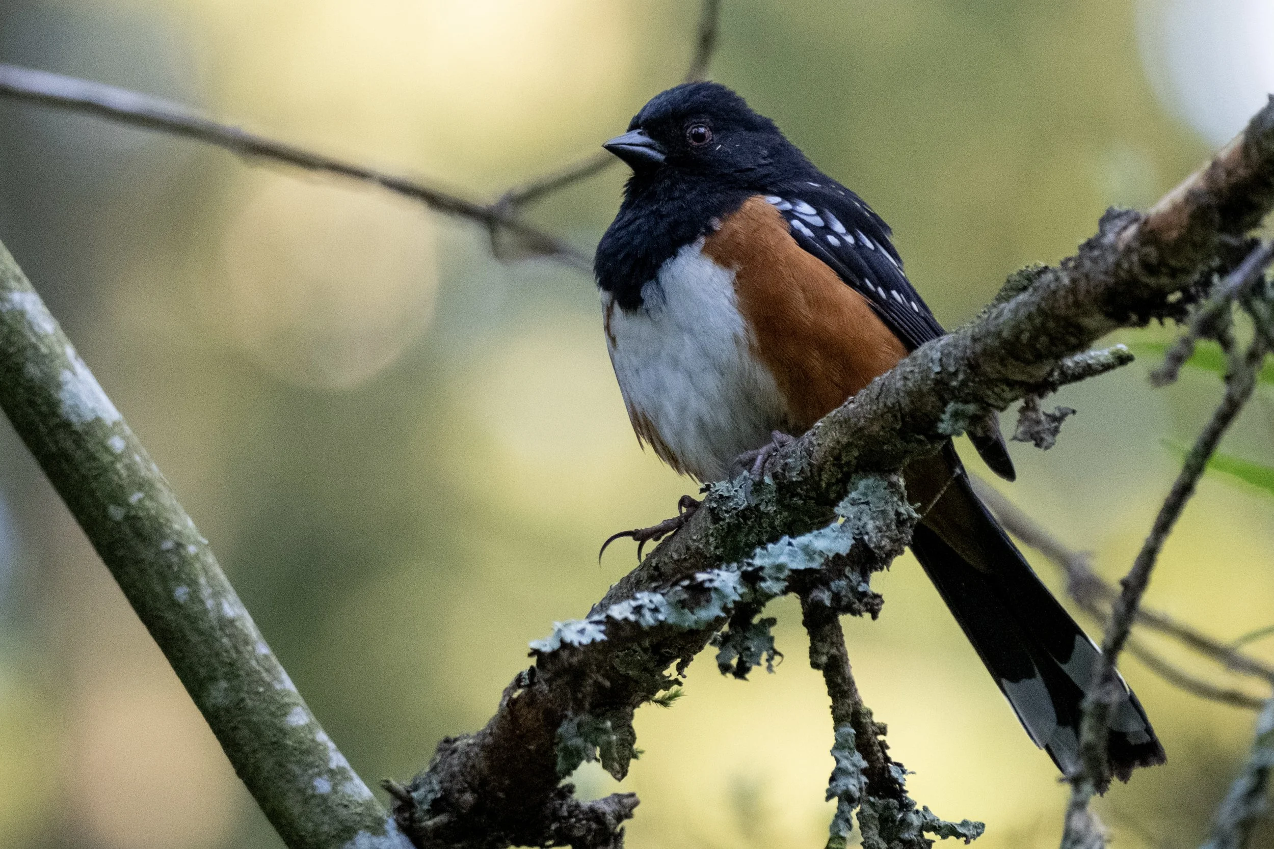 Spotted Towee