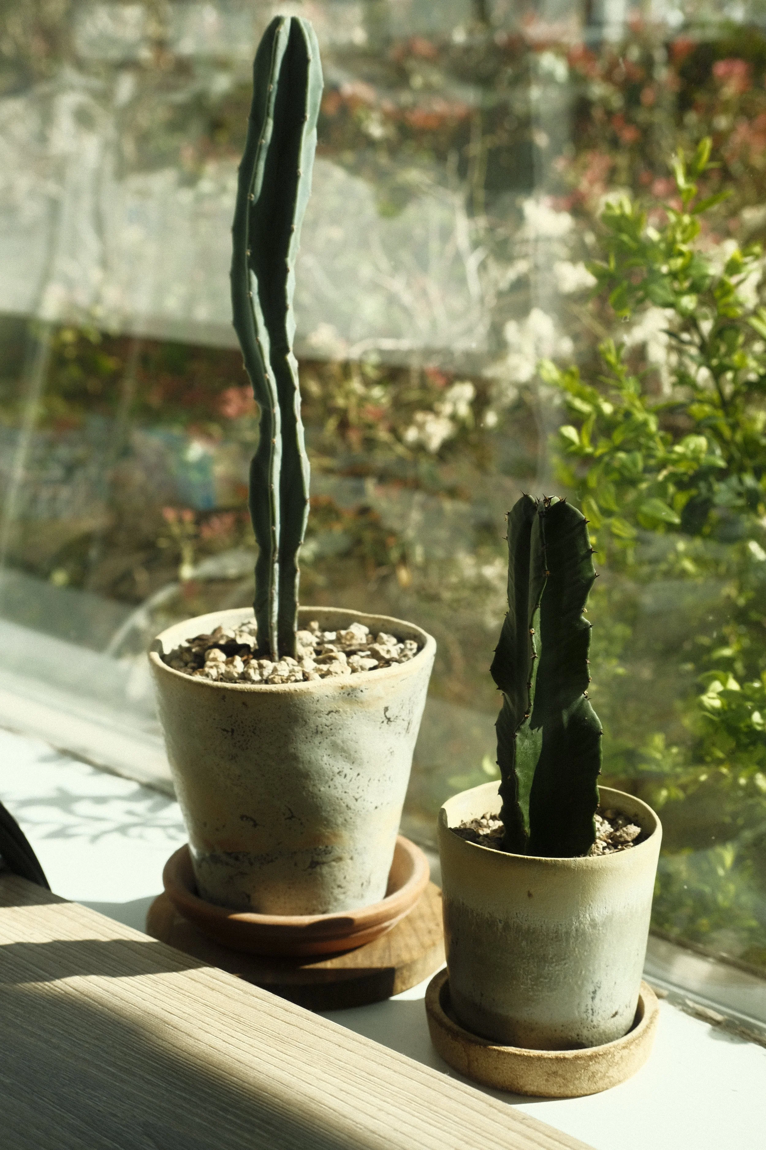 Cacti in pottery