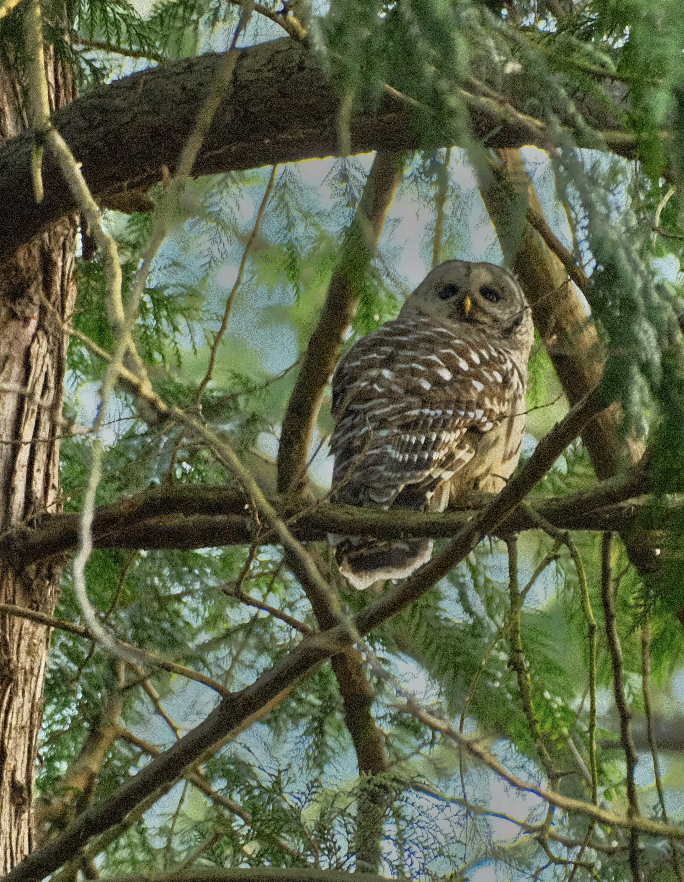 Barred Owl in the morning