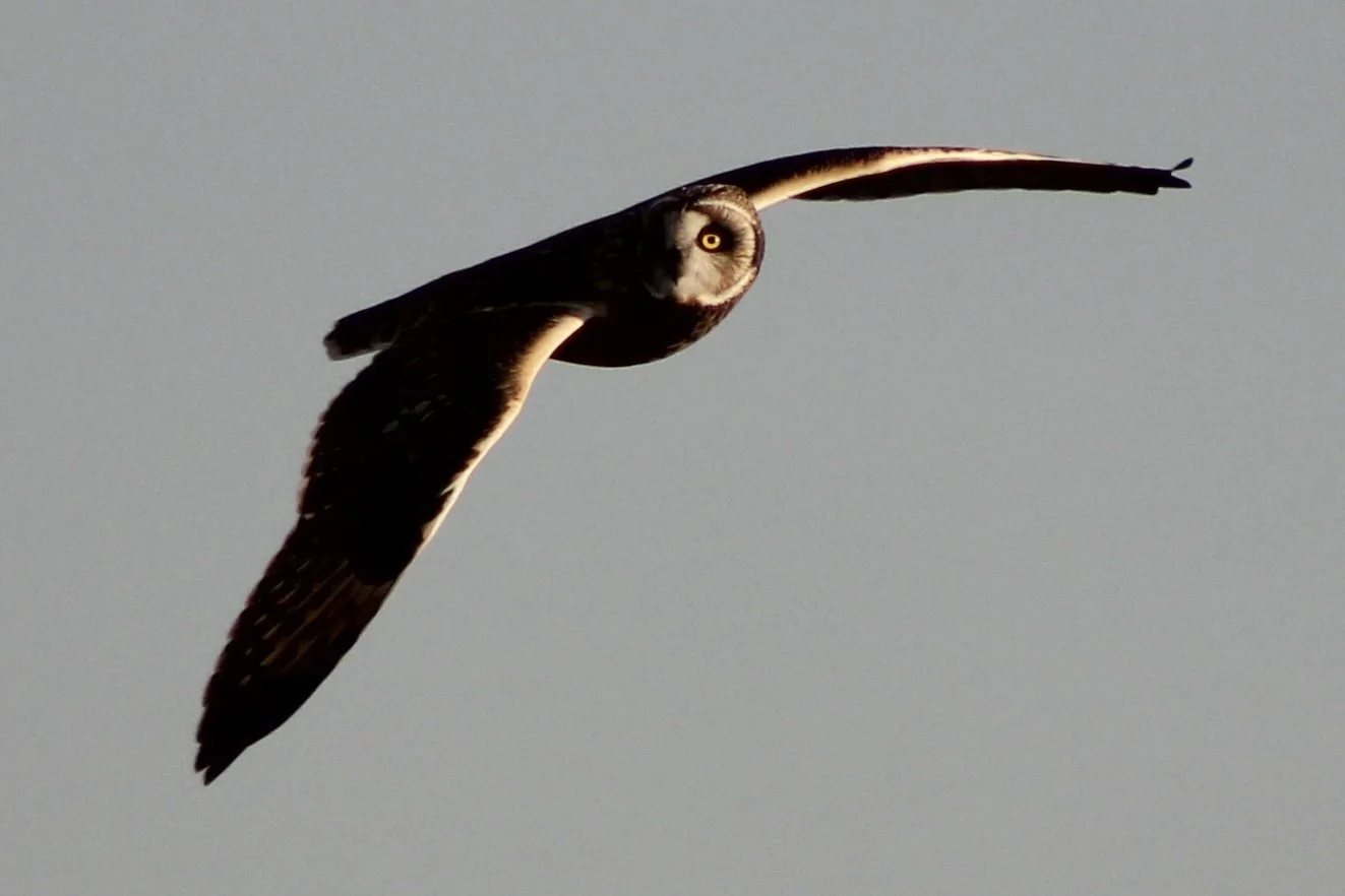 Short eared owl in flight