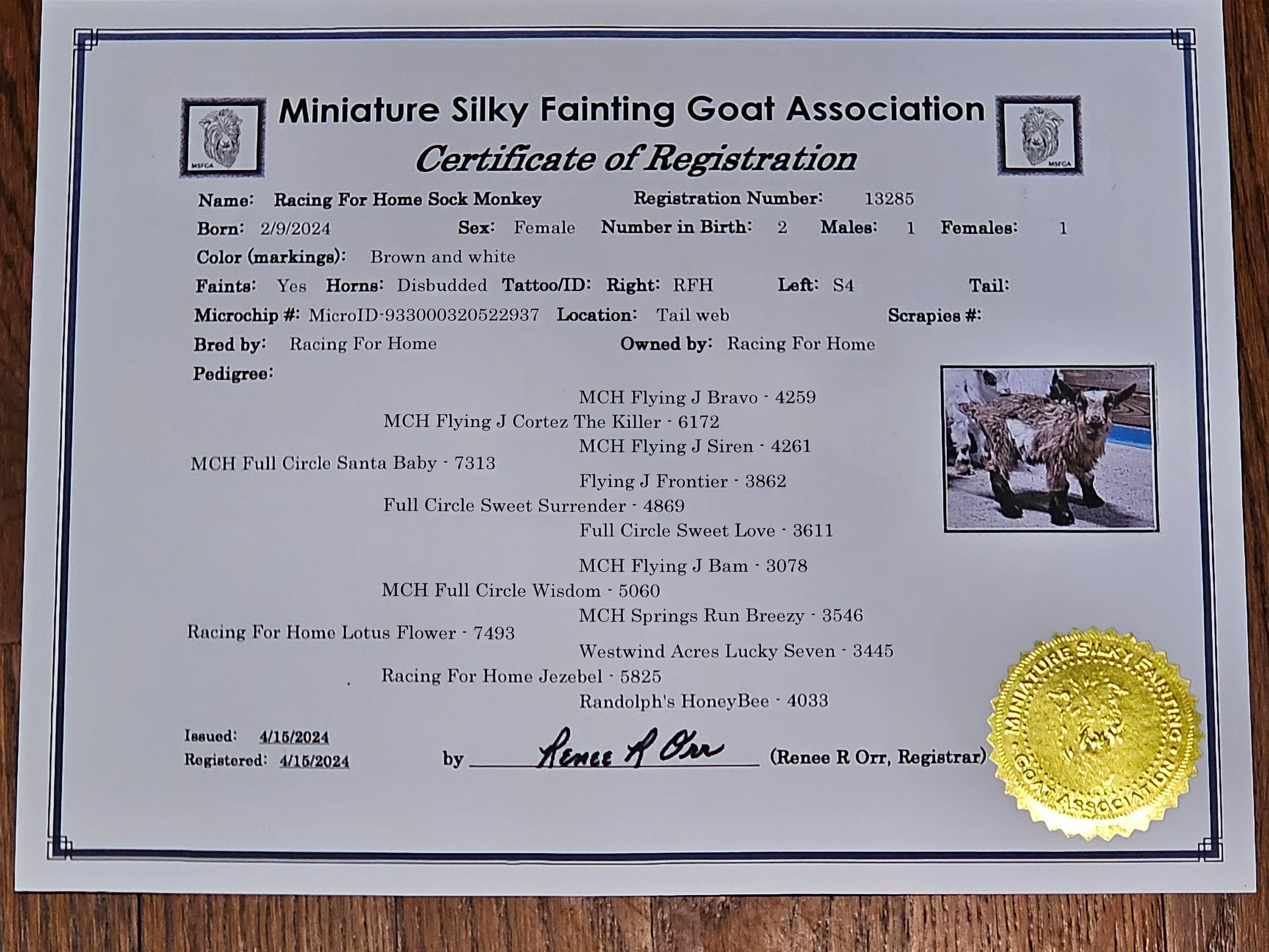Certificate of registration for a miniature silky fainting goat named Racing For Home Sock Monkey, issued on April 15, 2024, with a photo of the goat, a gold embossed seal, and signatures.