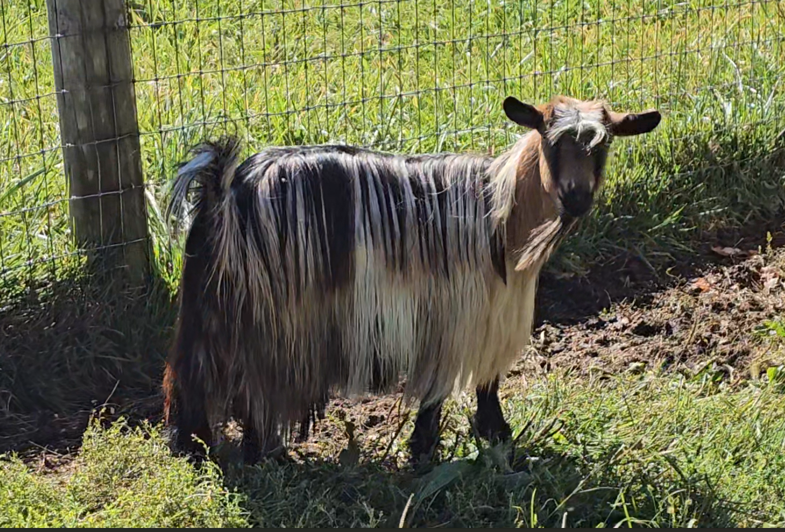 A goat with long hair and a mix of black, white, and brown colors standing behind a wire fence in a grassy area.