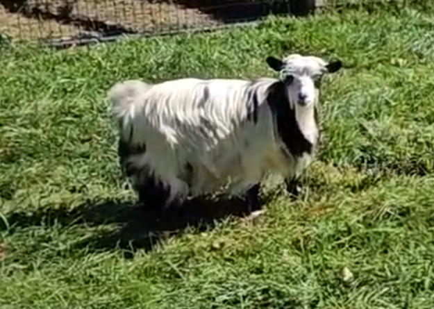 A small, white goat with black markings on the face standing in a grassy field.