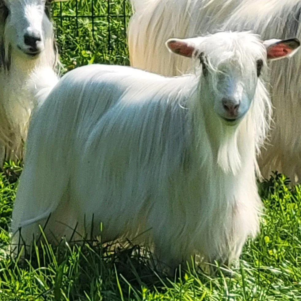 Close-up of a white goat with long hair standing in green grass, with other goats in the background.