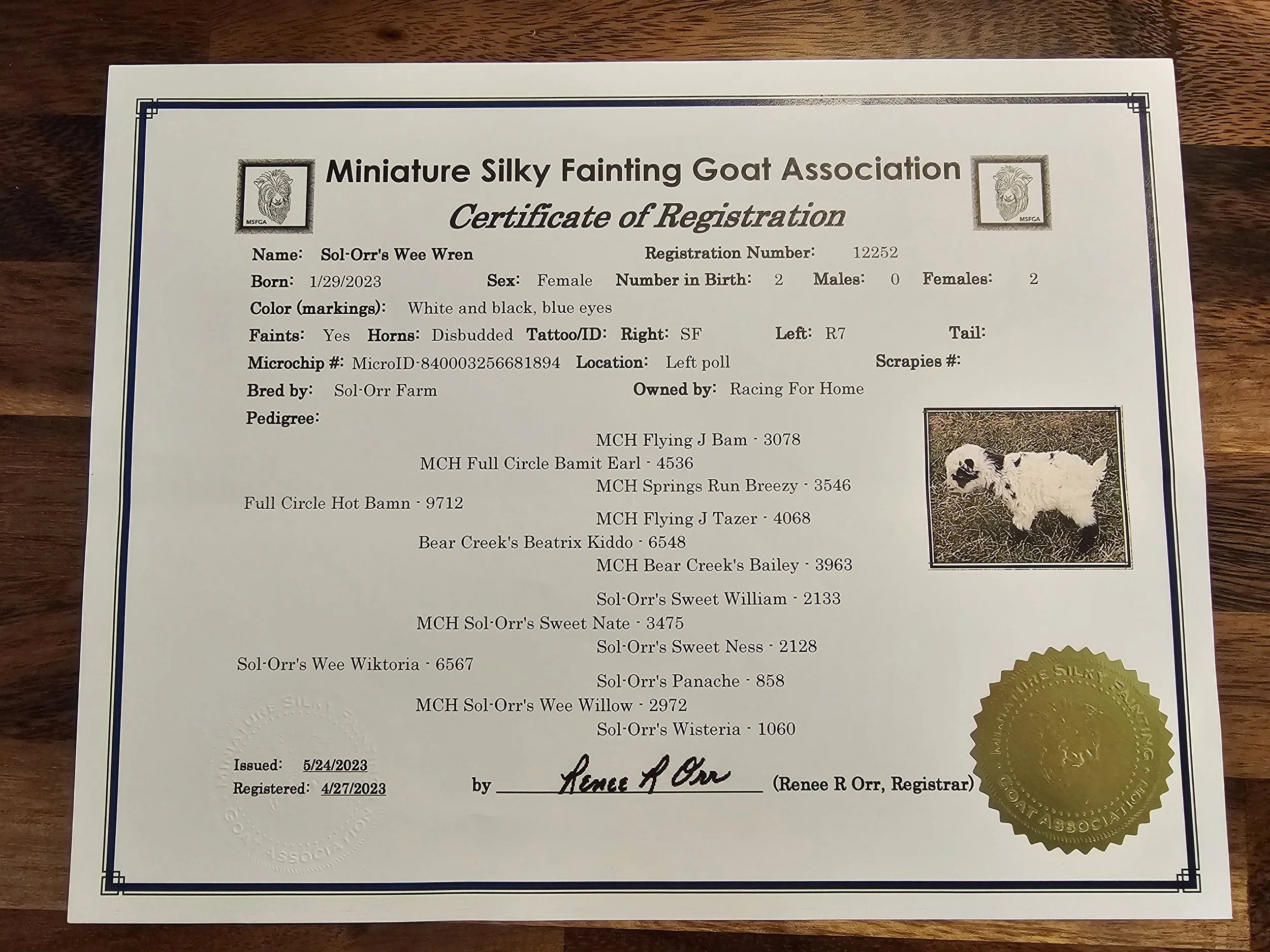 Certificate of Registration for a miniature silky fainting goat named Sol-Orr's Wee Wren, issued by the Miniature Silky Fainting Goat Association, dated between May 24 and April 27, 2023, with a photo of a small, fluffy, white goat with black markings.