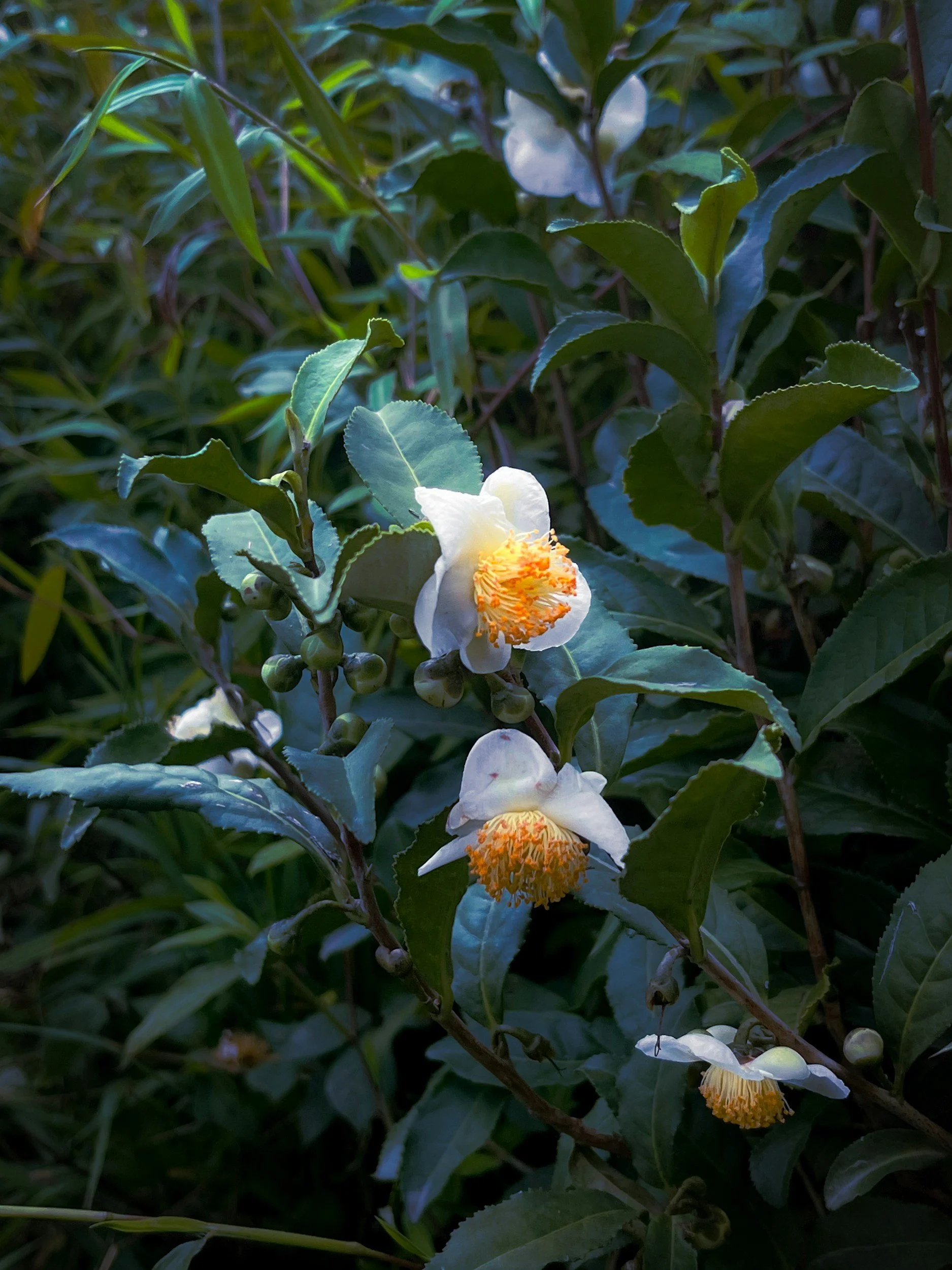 Exploring the Enigmatic Camellia Sinensis: Unraveling the Mysteries of Tea
