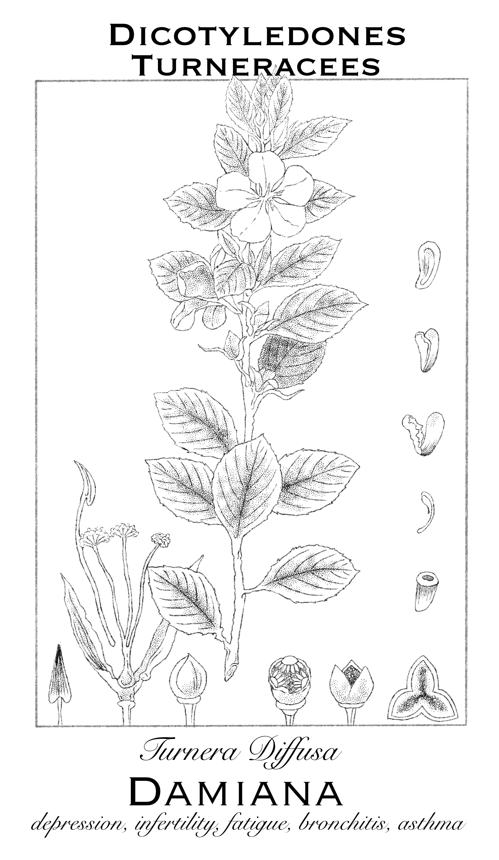 Nurturing Serenity: A Friendly Guide to Herbal Nervines for Anxiety Relief