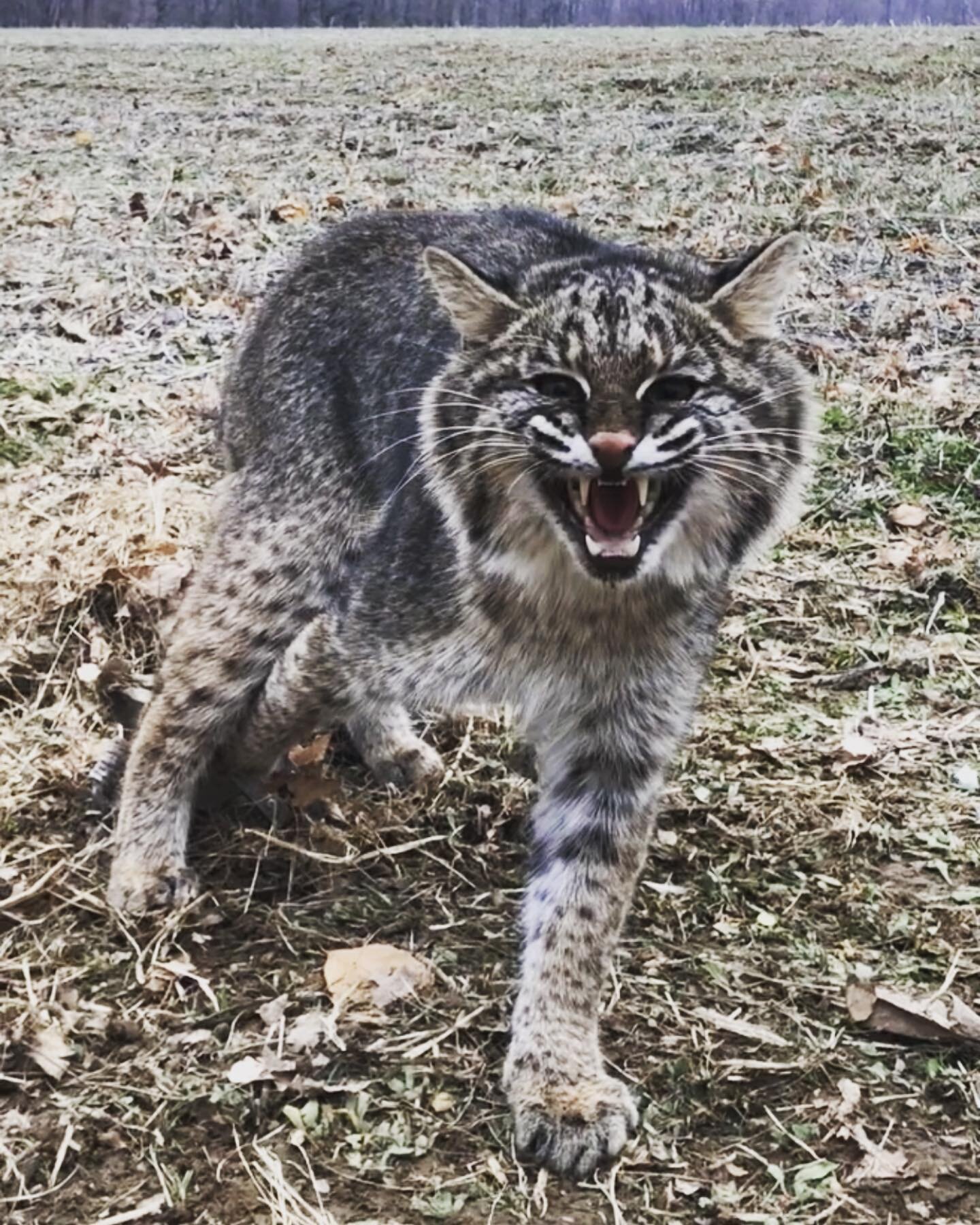 I use to use to think it was so amazing catching an incidental bobcat, but now&hellip;. They are honestly worse than releasing a opossum or raccoon. Last season I caught 14 incidentals, this year I only caught 3. The only difference was I changed my 