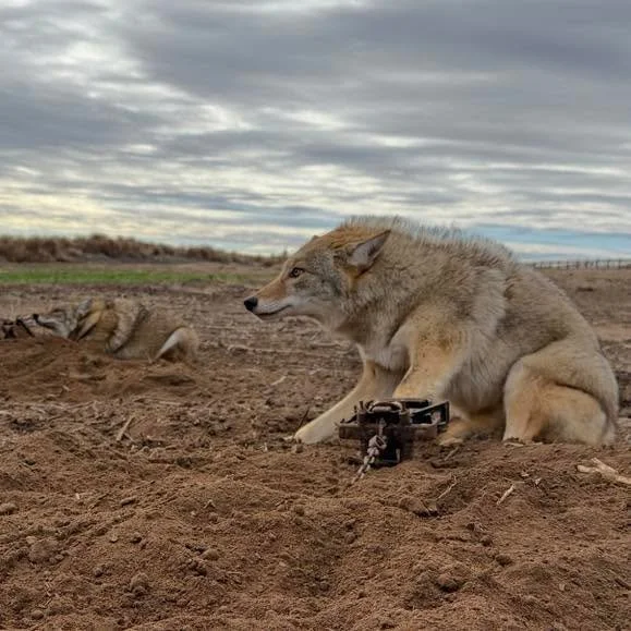 Trapping Coyotes&hellip; Doubled Up using footholds to catch COYOTES.