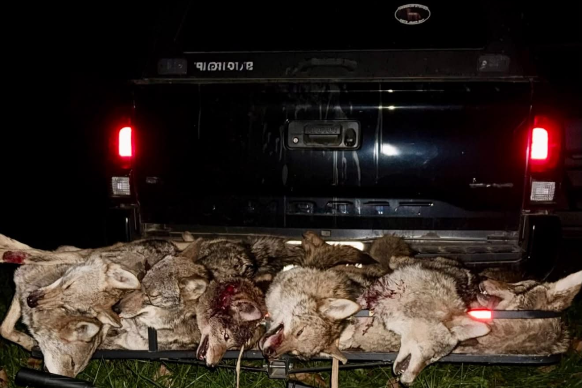 Reap Sticks: The Solid Foundation Behind My Thermal Hunts